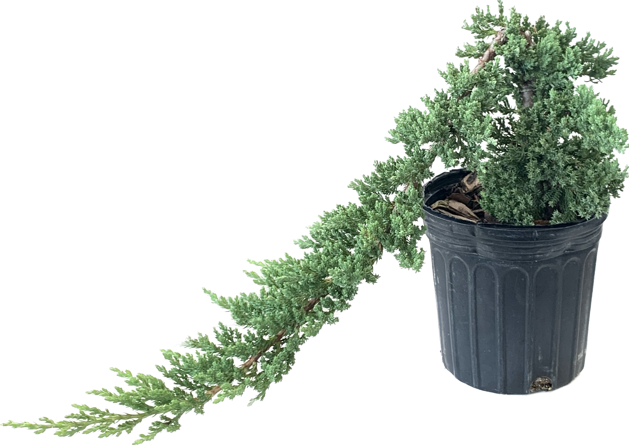 Japanese Juniper, Juniperus Procumbens Nana