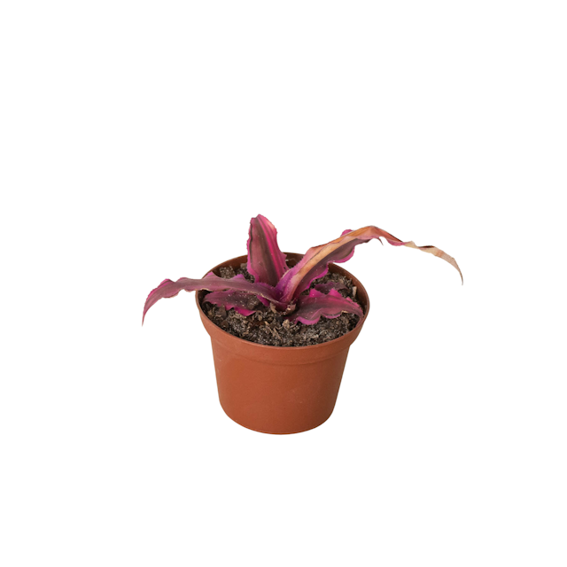 Cryptanthus 'Pink Star' - 3" Pot