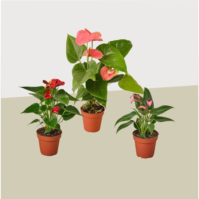 3 Anthurium Variety Pack- All Different Colors - 4" Pots