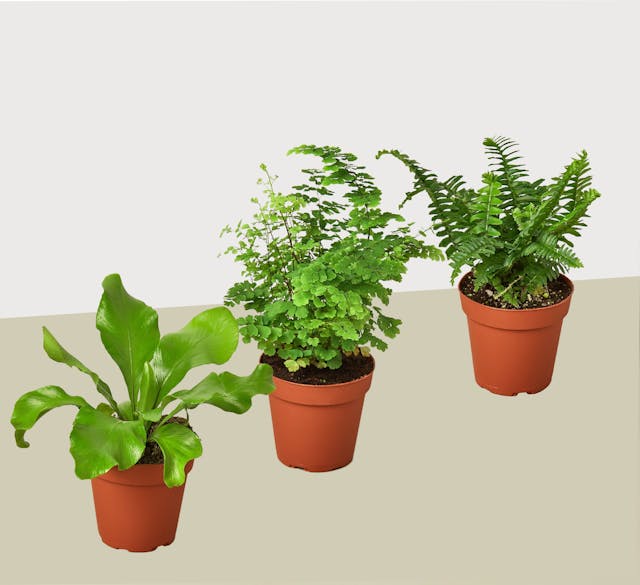 3 Fern Variety Pack - Live Plants - FREE Care Guide - 4" Pot - House Plant