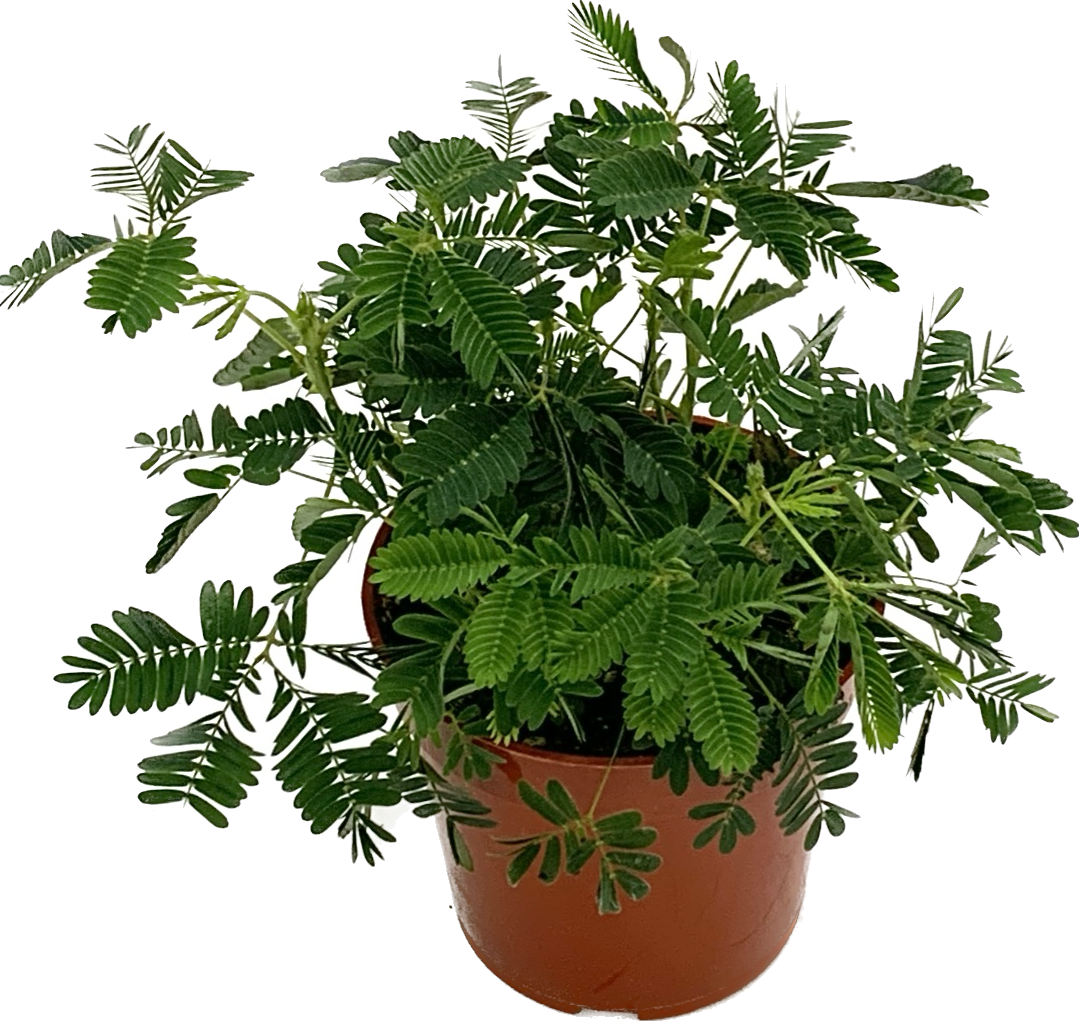 Sensitive Plant, Mimosa Pudica