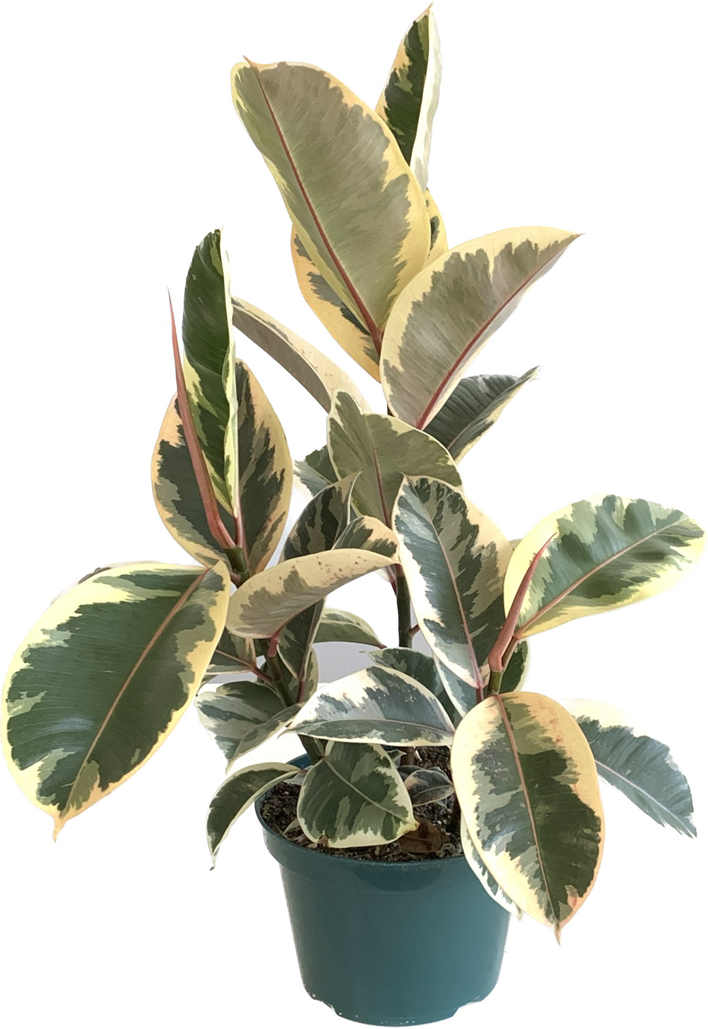 Tineke Rubber Plant, Ficus Elastica