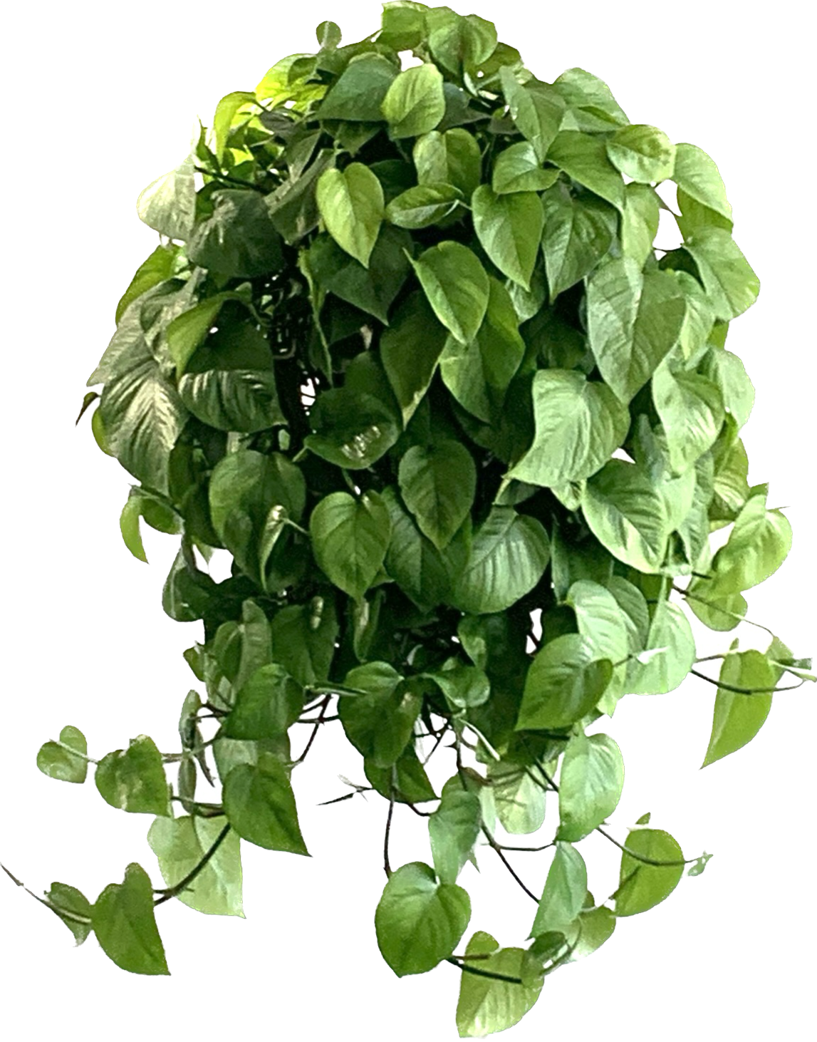 Green Queen Pothos, Epipremnum Aureum