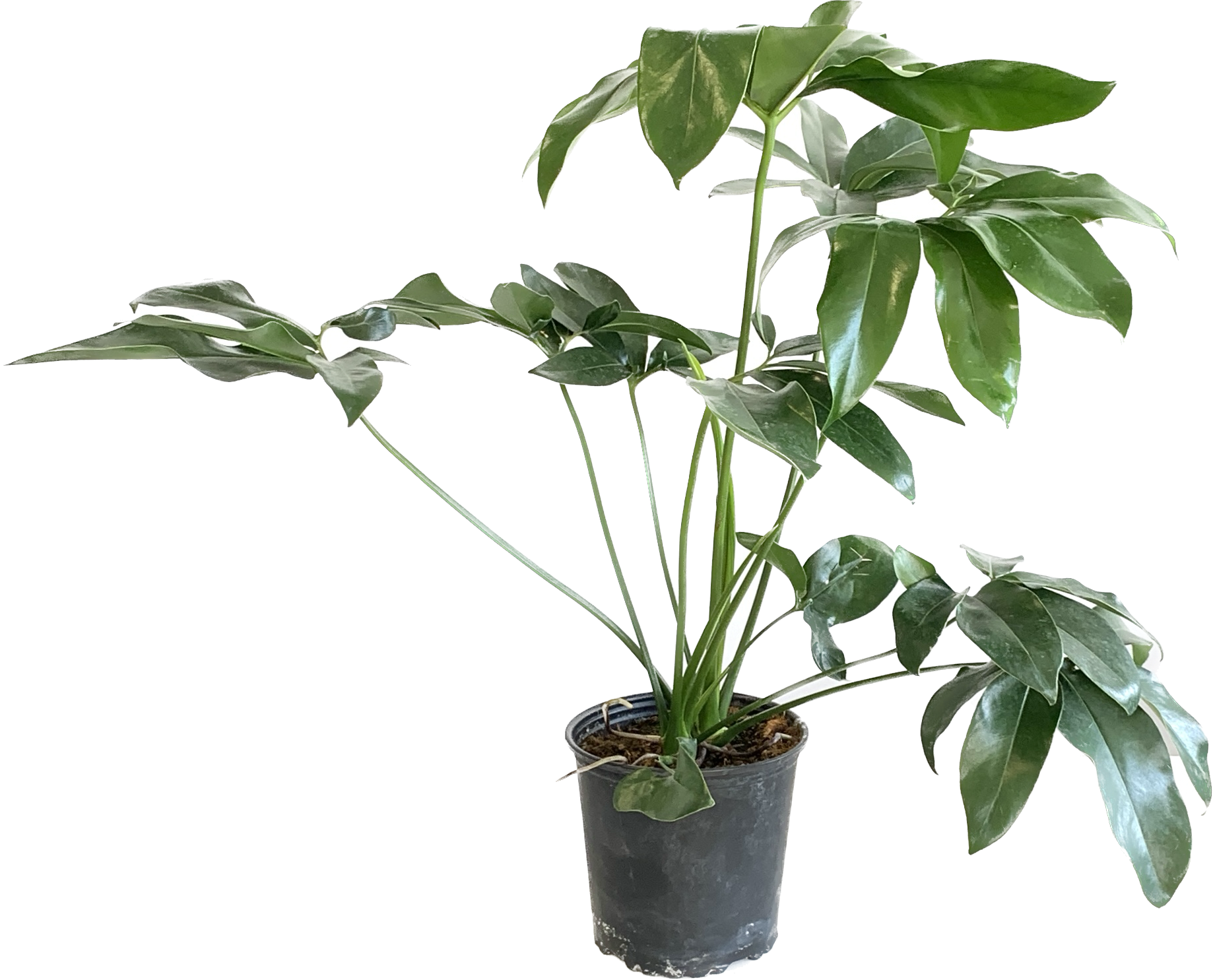 Philodendron Fun Bun, Thaumatophyllum Spruceanum