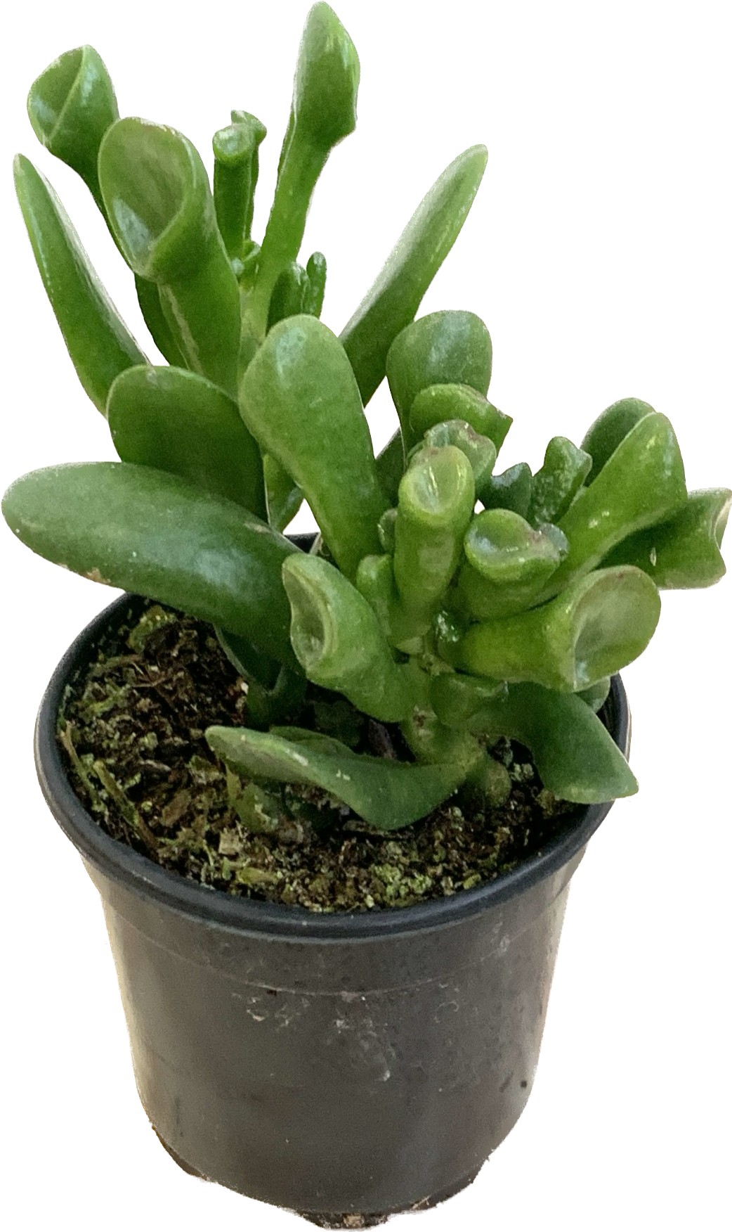 Hobbit Jade Plant, Crassula Ovata Hobbit