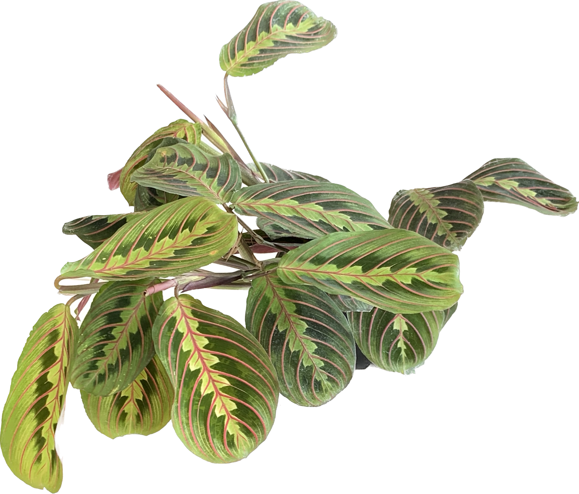 Herringbone Plant, Maranta Erythroneura