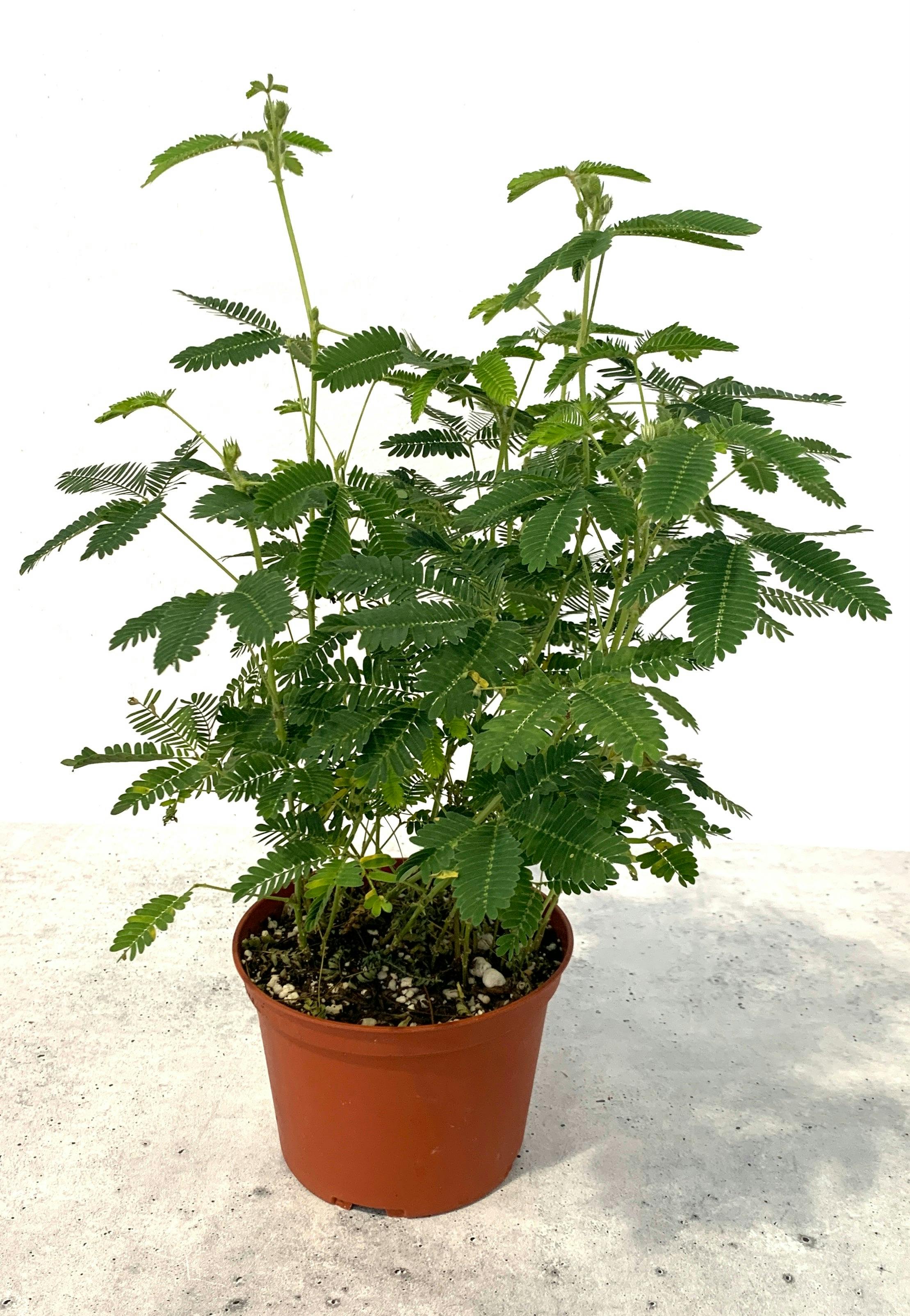 Sensitive Plant, Mimosa Pudica