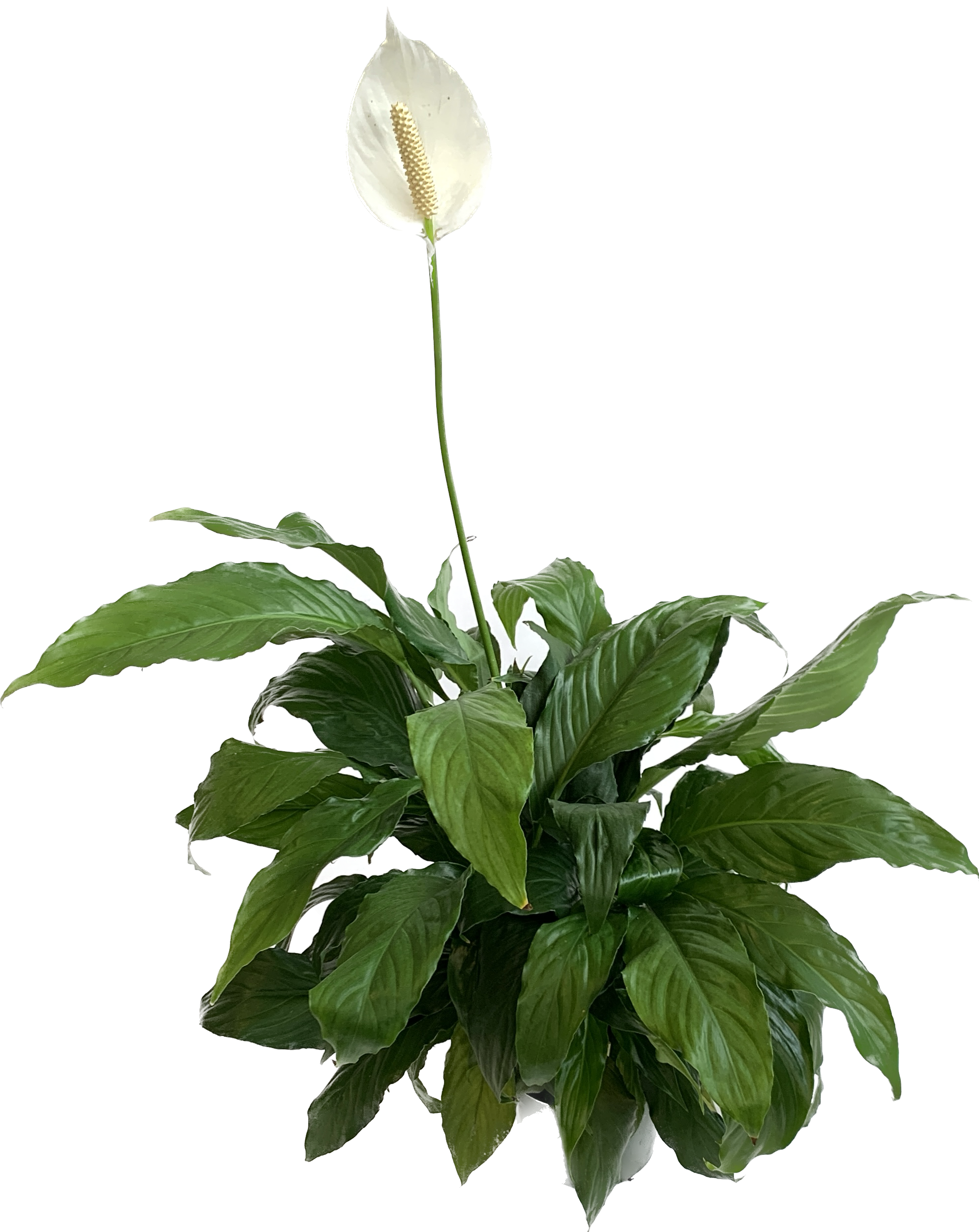 Peace Lily, Spathiphyllim