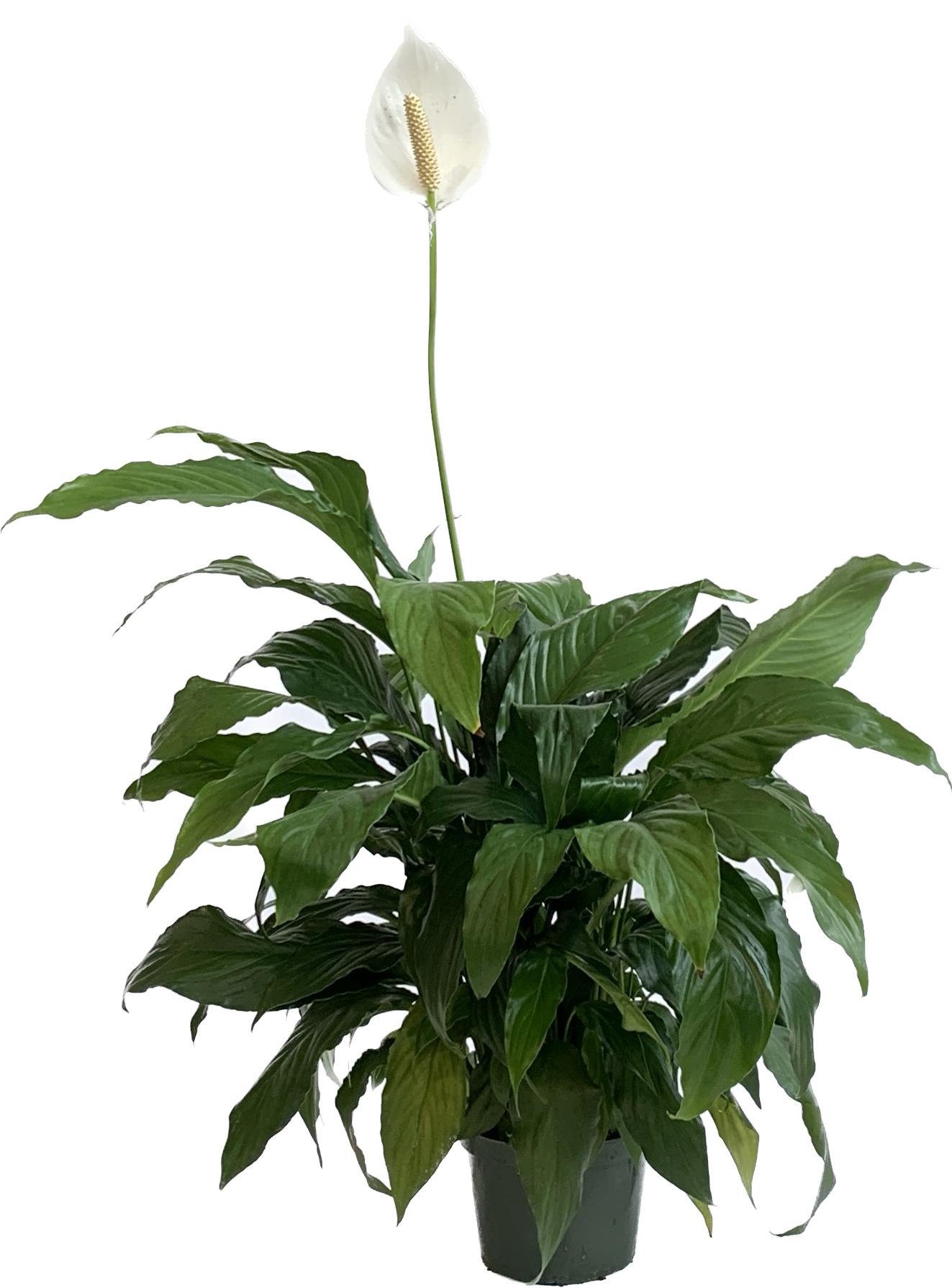 Peace Lily, Spathiphyllim