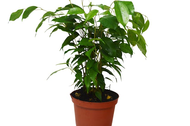 Ficus 'Benjamina' - 4" Pot