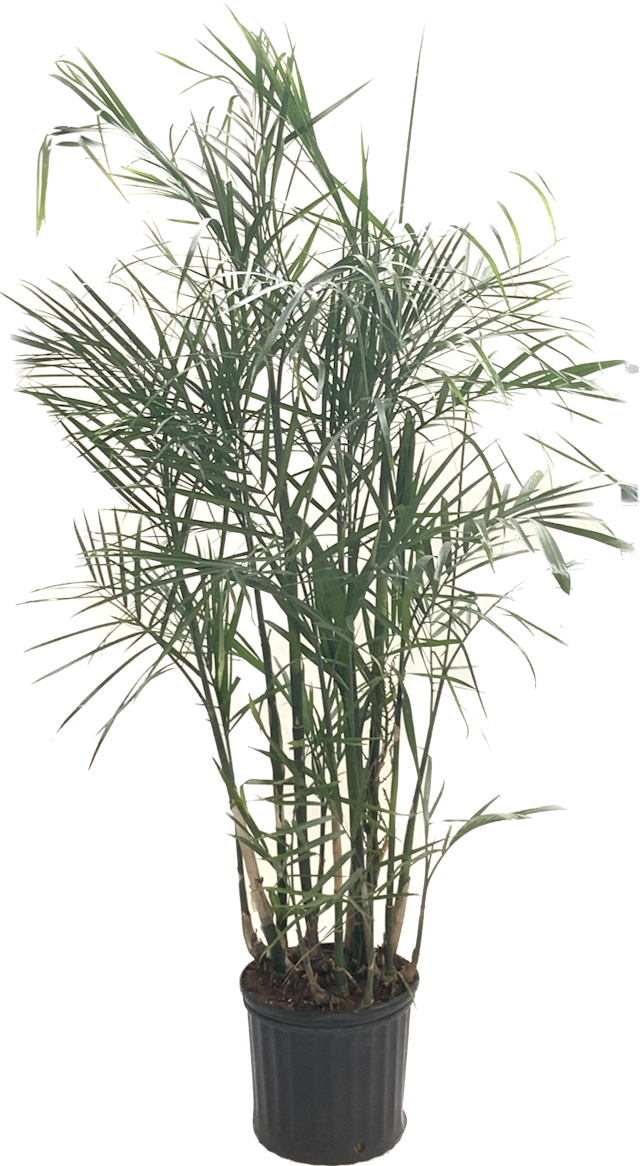 Bamboo Palm, Chamaedorea Seifrizii