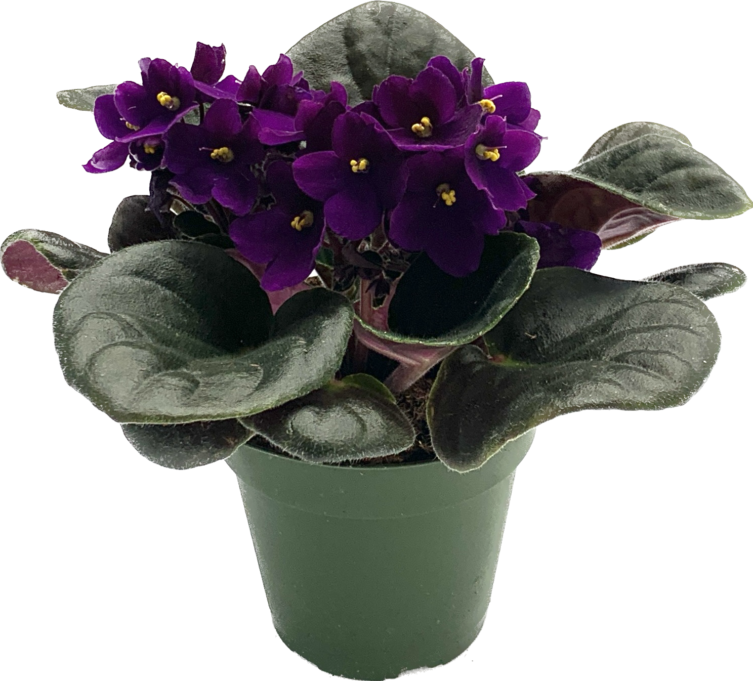 African Violet, Saintpaulia Ionantha