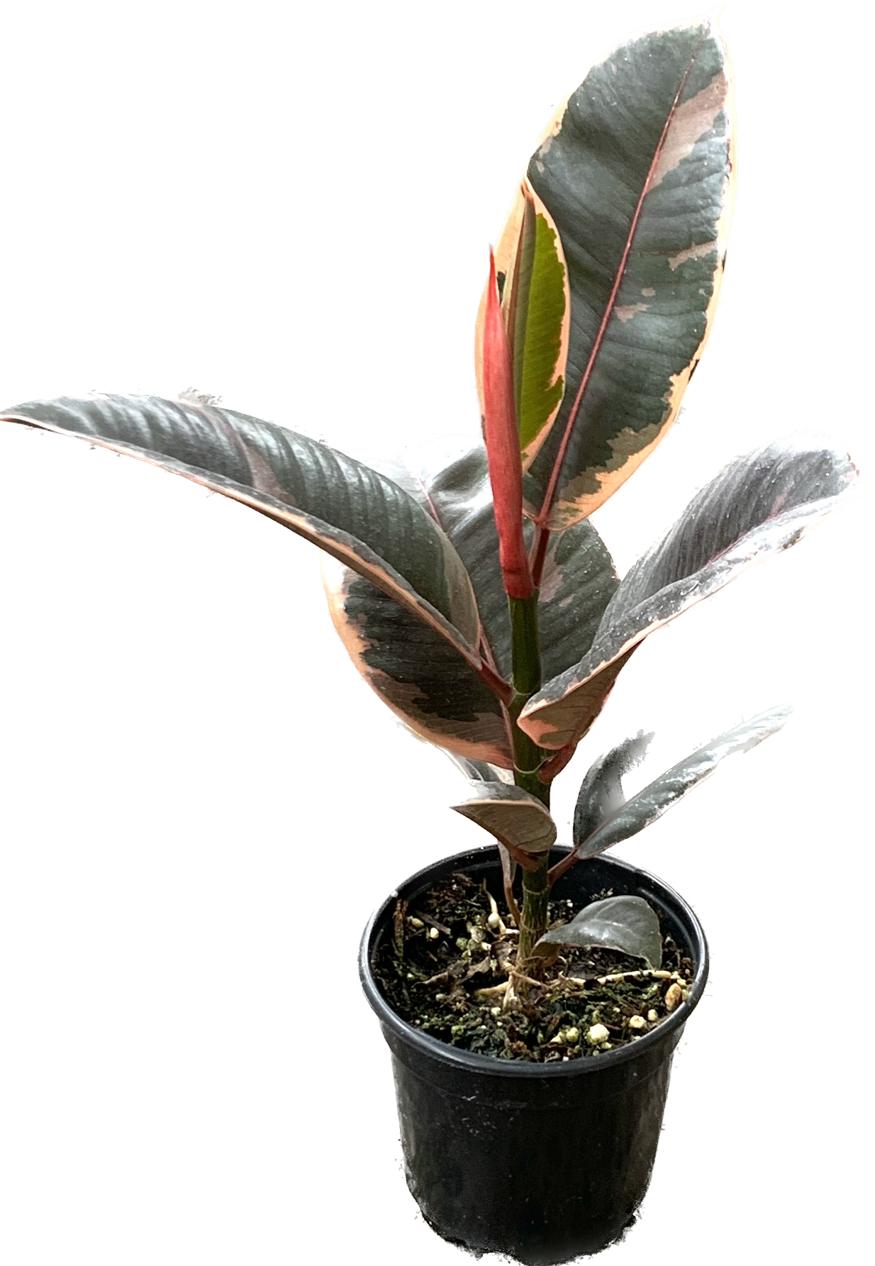 Ruby Rubber Tree, Ficus Elastica Ruby