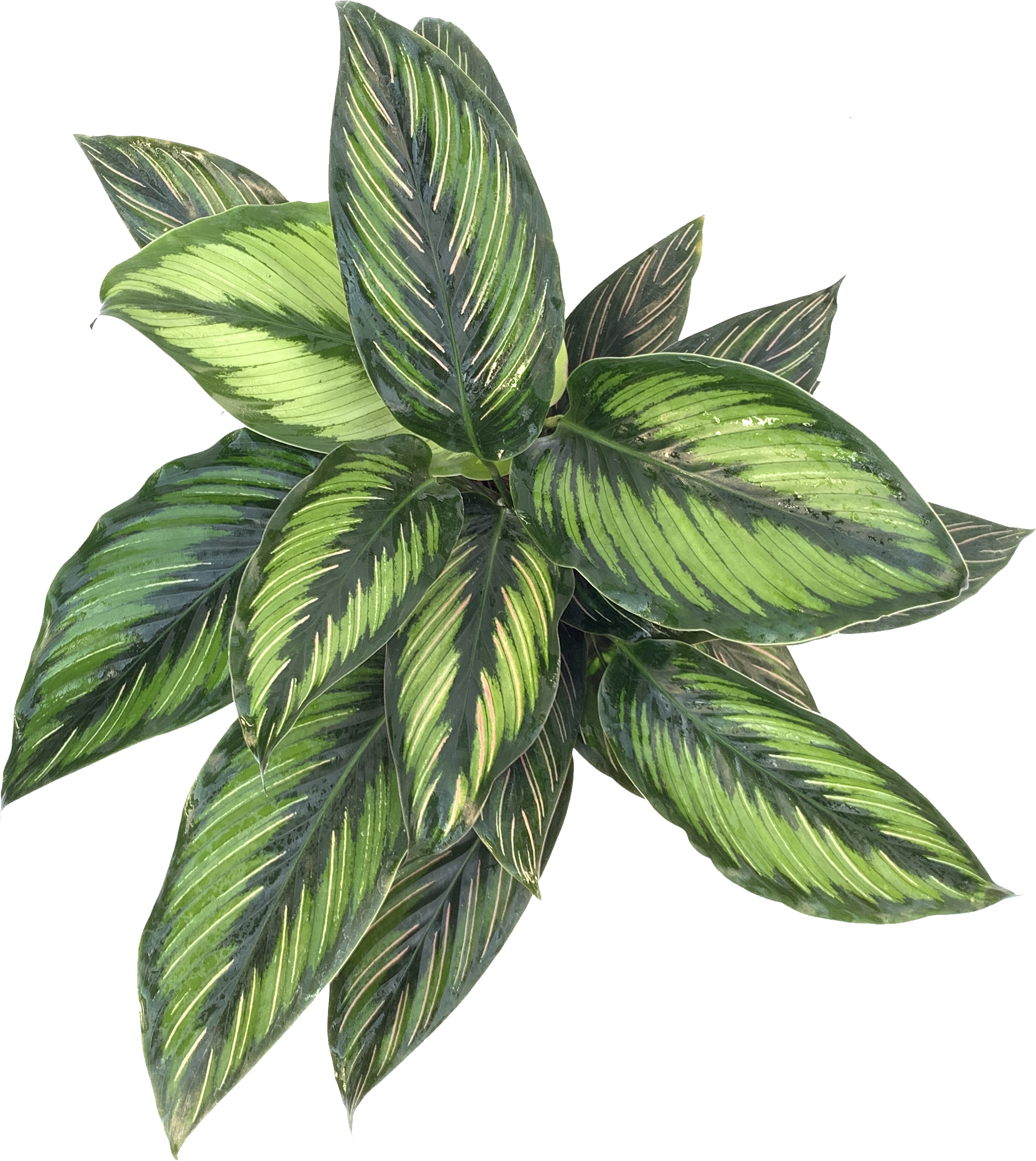 Calathea Beauty Star, Goeppertia Ornata