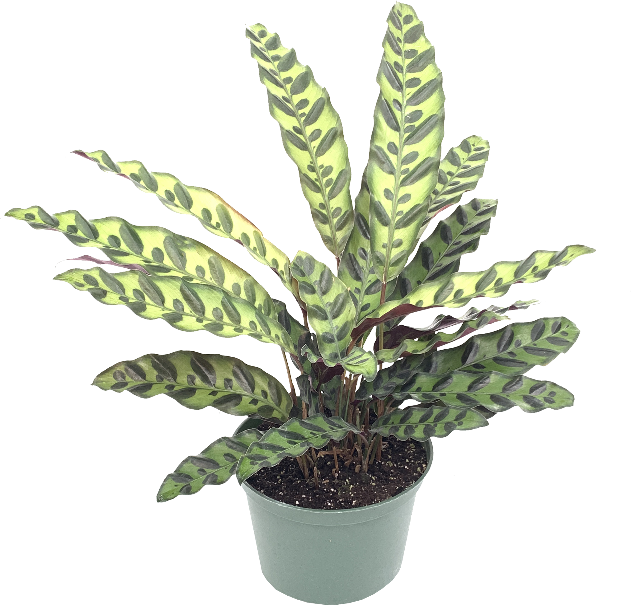 Calathea Lancifolia, Goeppertia Insignis