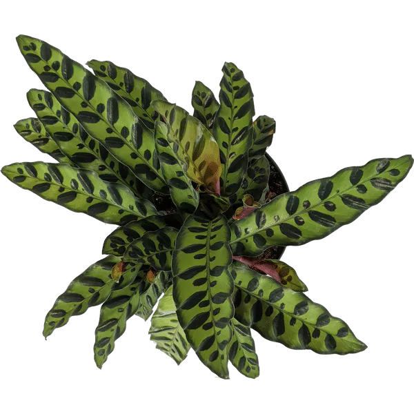 Calathea Lancifolia, Goeppertia Insignis