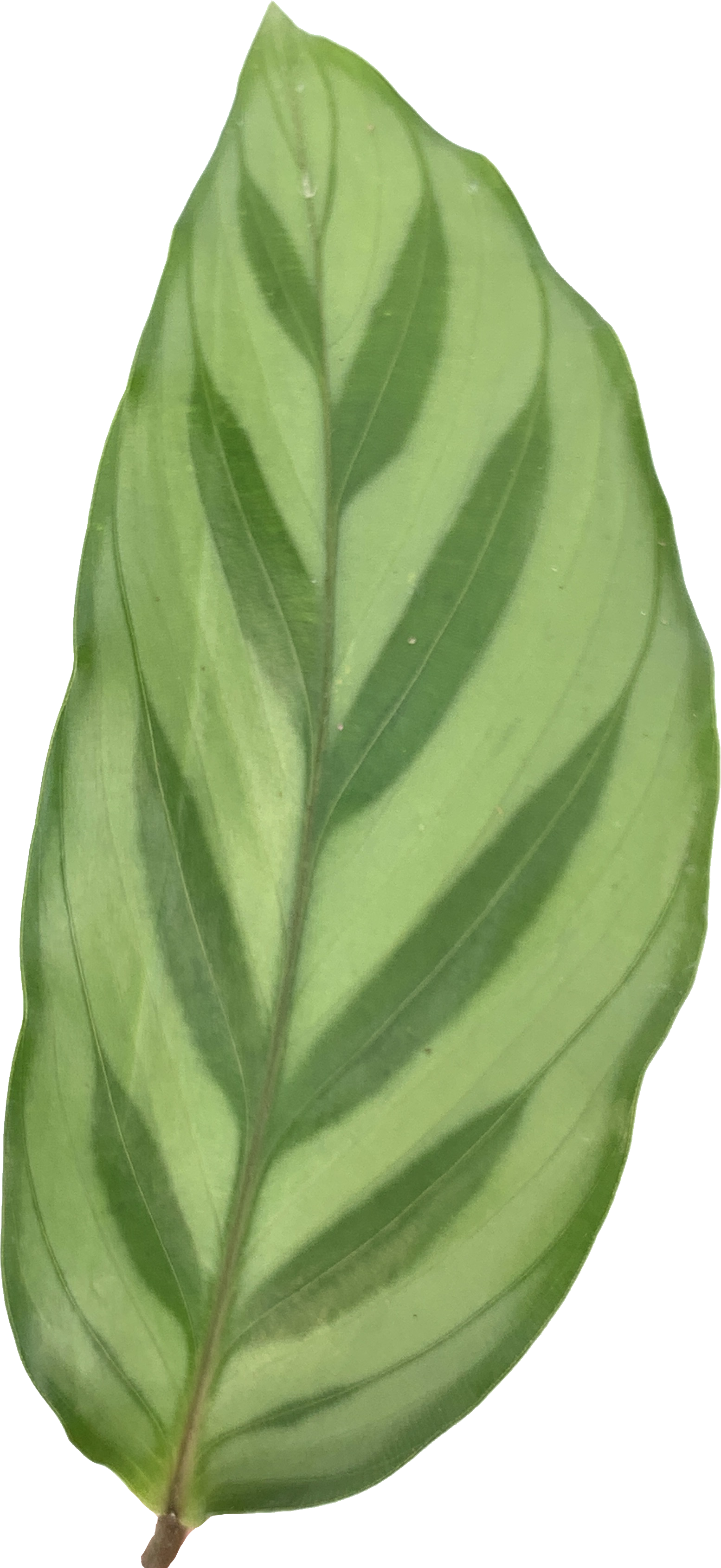 Calathea Leopardina, Goeppertia Concinna
