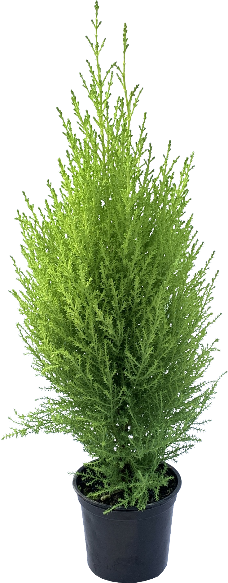 Wilma Goldcrest Monterey Cypress, Cupressus Macrocarpa