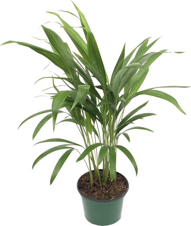 Areca Palm, Dypsis Lutescens