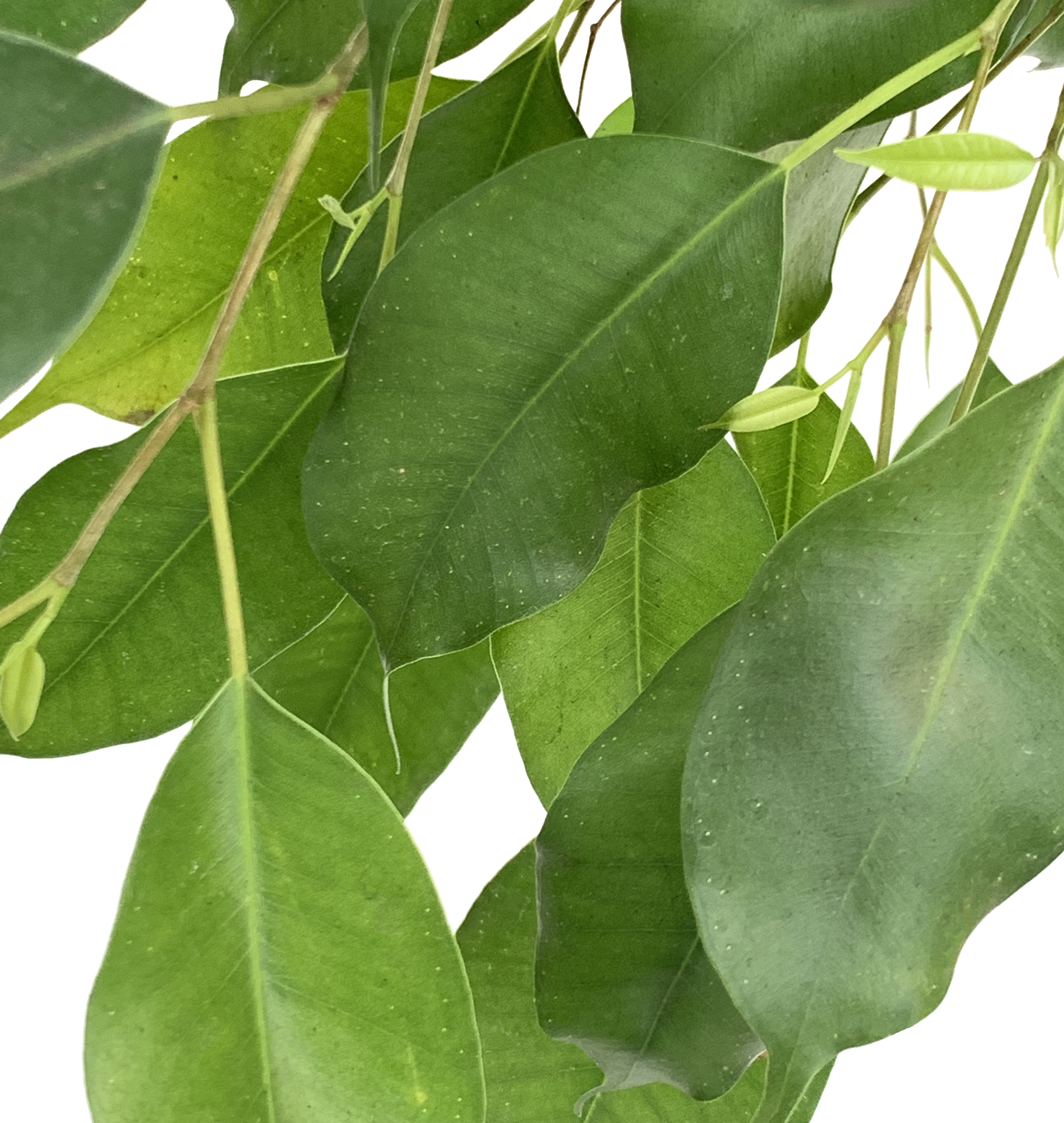 Weeping Fig, Ficus Benjamina