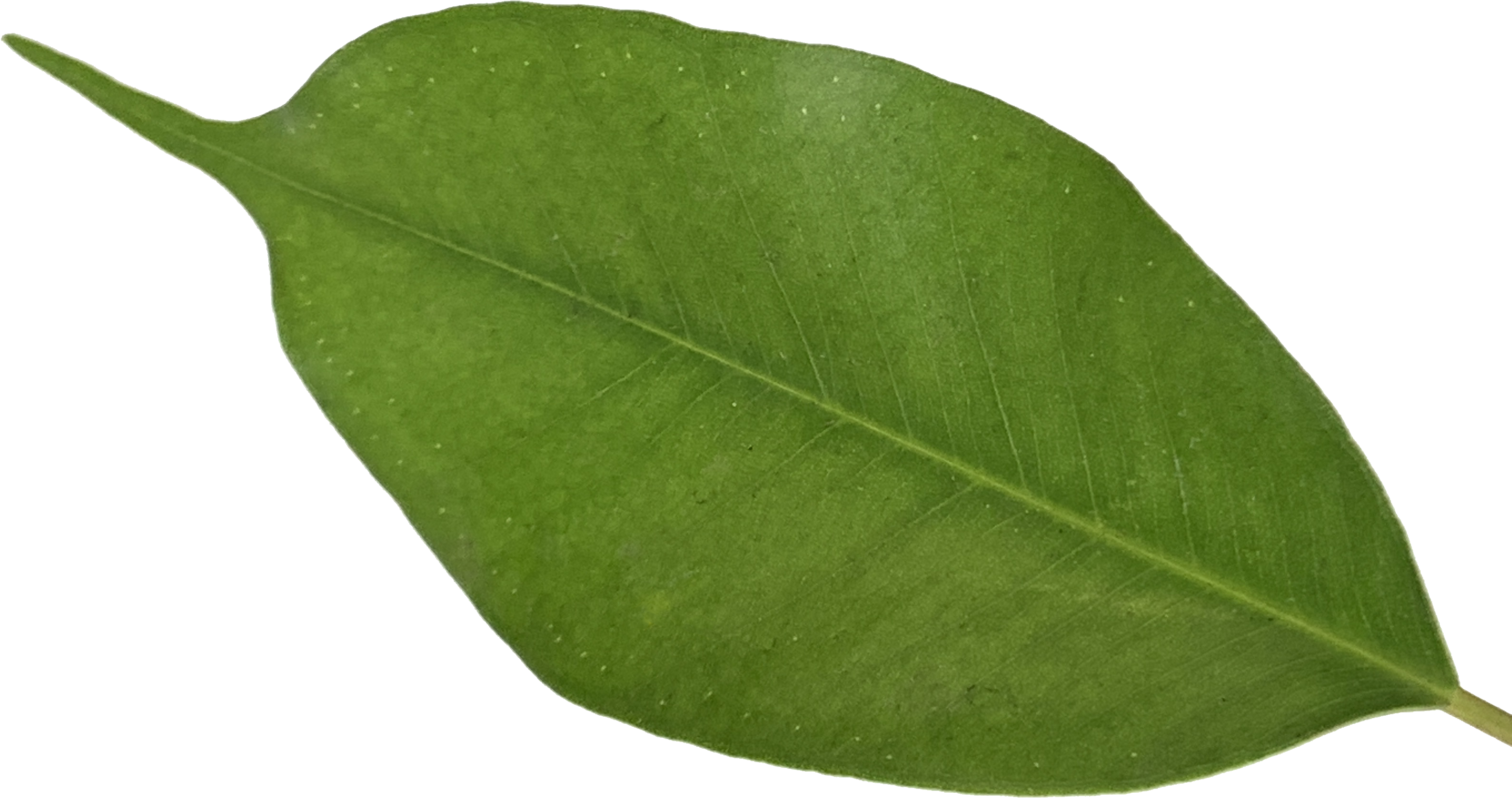 Weeping Fig, Ficus Benjamina