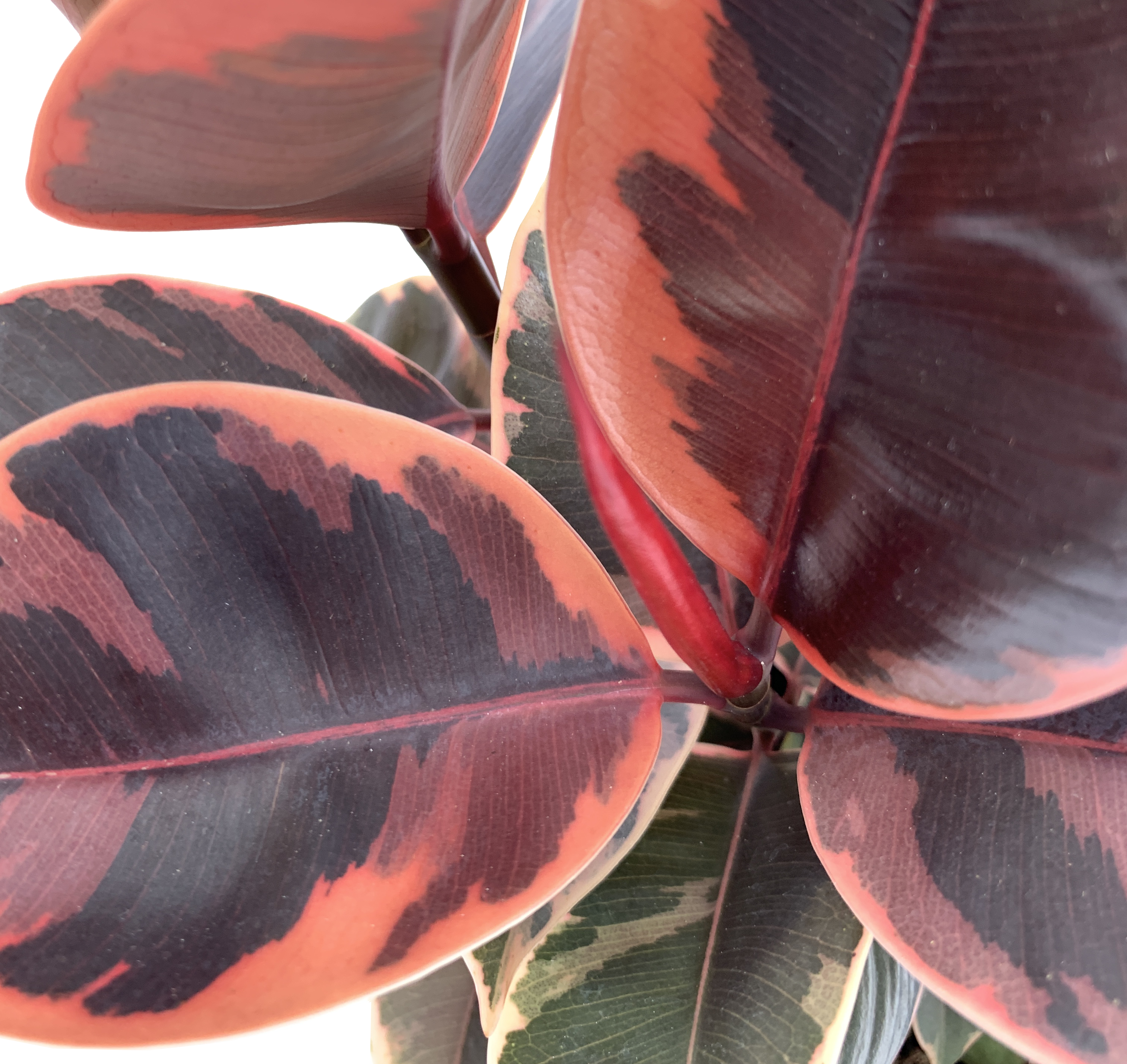 Ruby Rubber Tree, Ficus Elastica Ruby