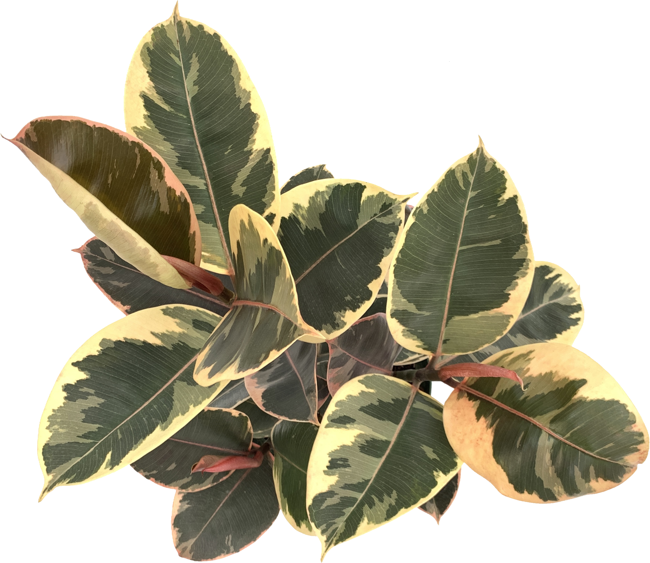Tineke Rubber Plant, Ficus Elastica