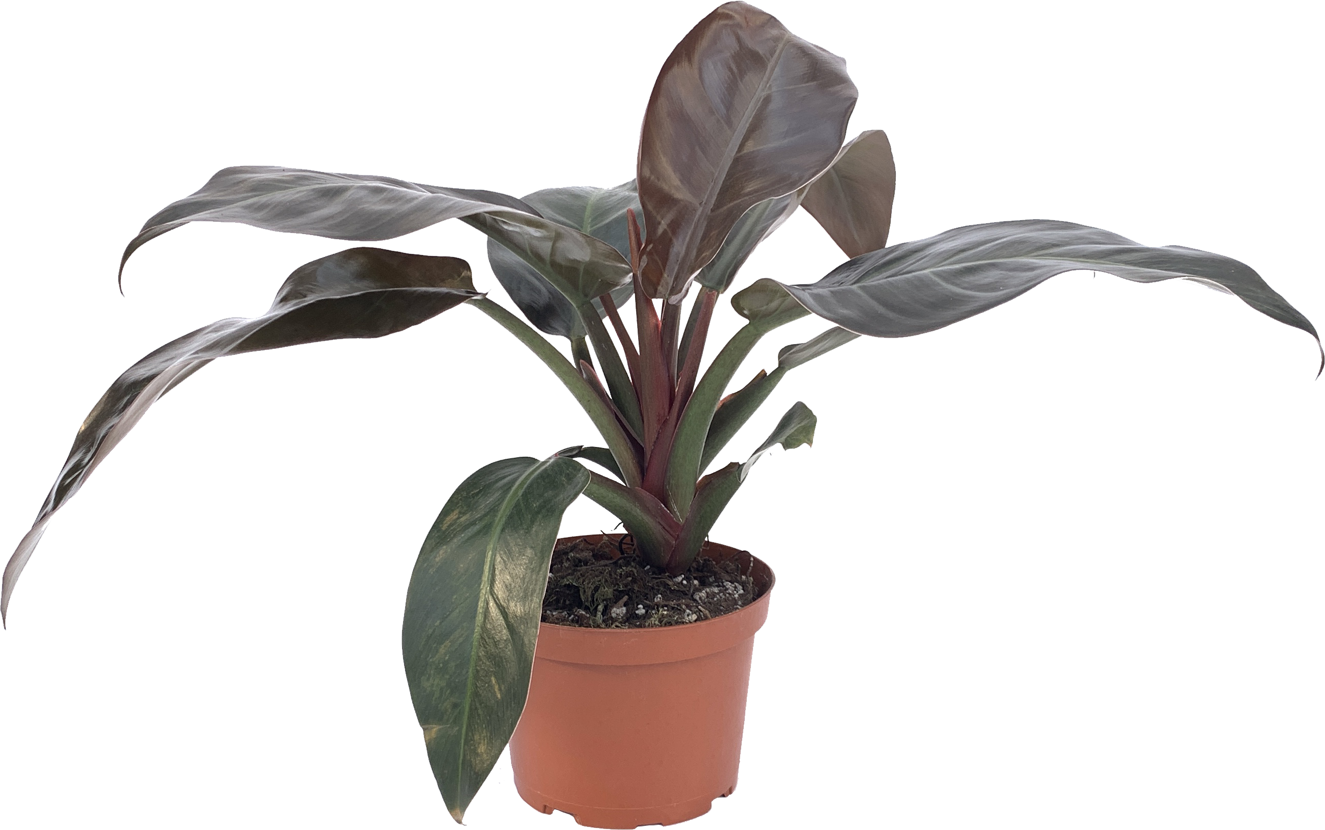 Philodendron Imperial Red, Philodendron Erubescens