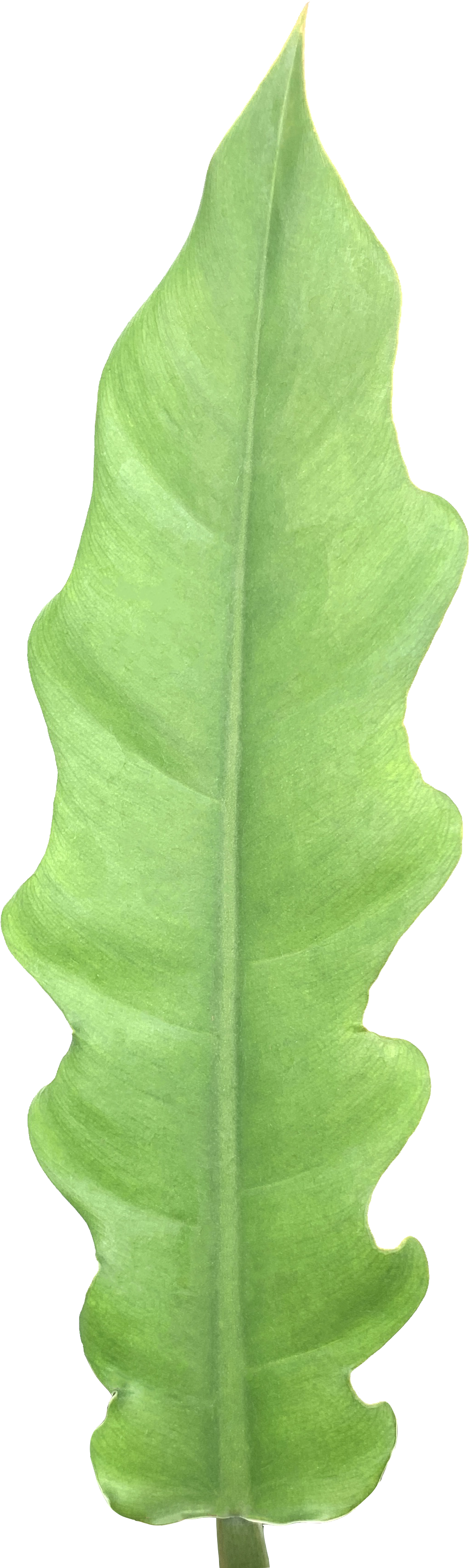 Tiger Tooth Plant, Philodendron Narrow