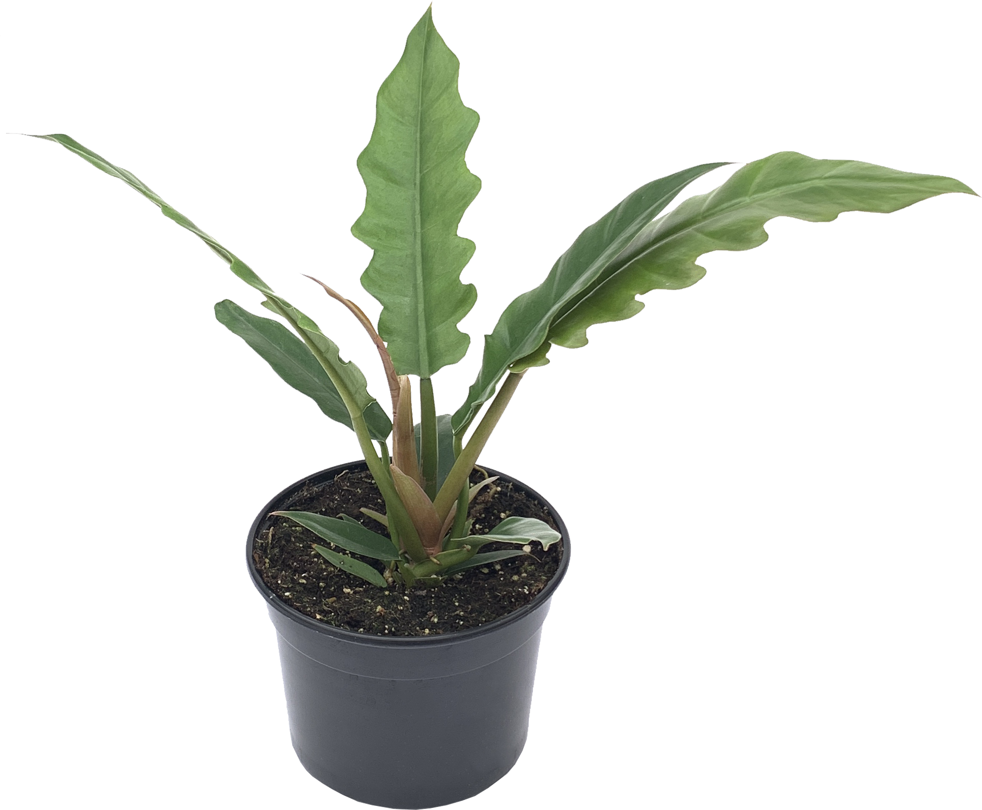 Tiger Tooth Plant, Philodendron Narrow