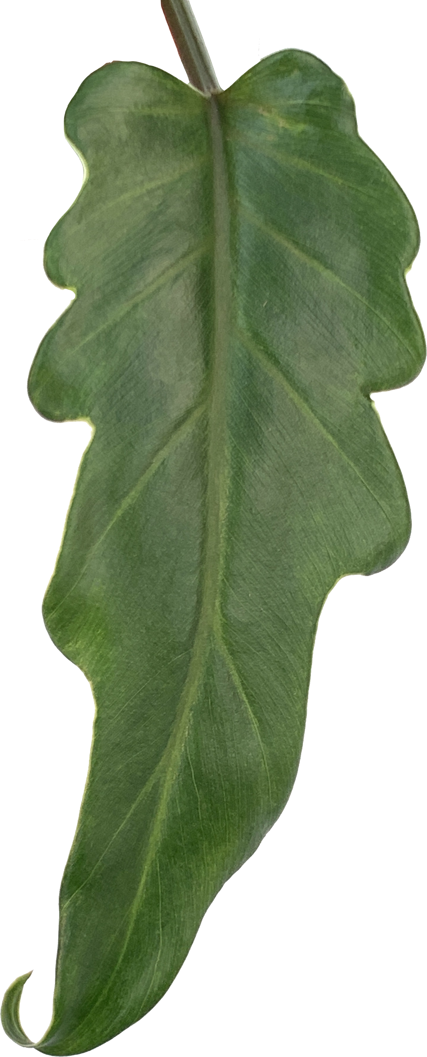 Philodendron Xanadu, Thaumatophyllum Xanadu