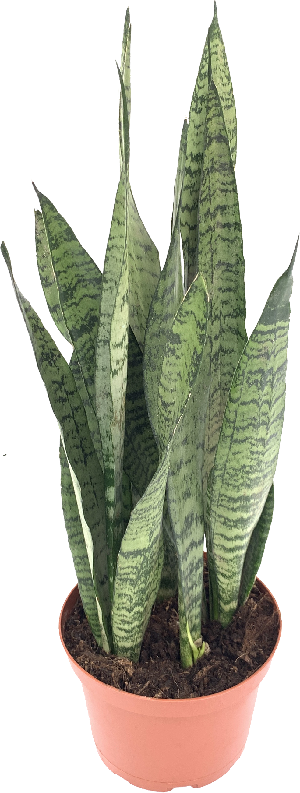Zeylanica Snake Plant, Sansevieria Zeylanica