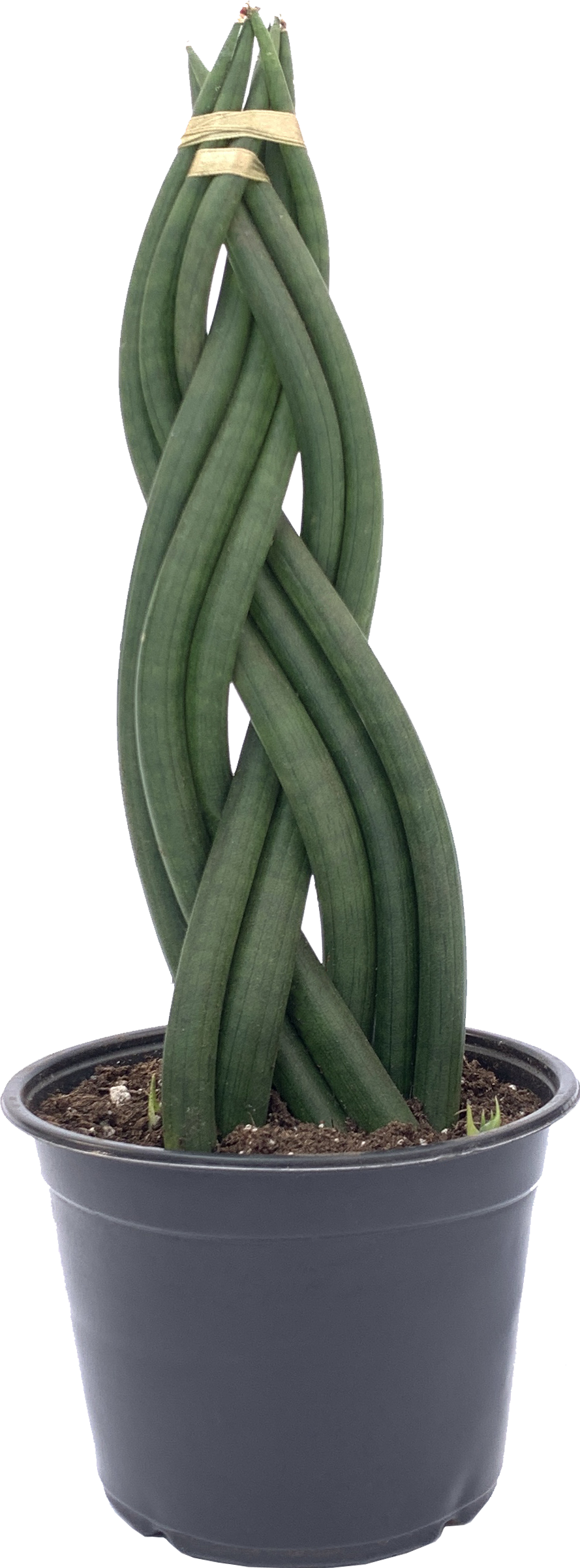 Cylindrical Snake Plant, Dracaena Angolensis
