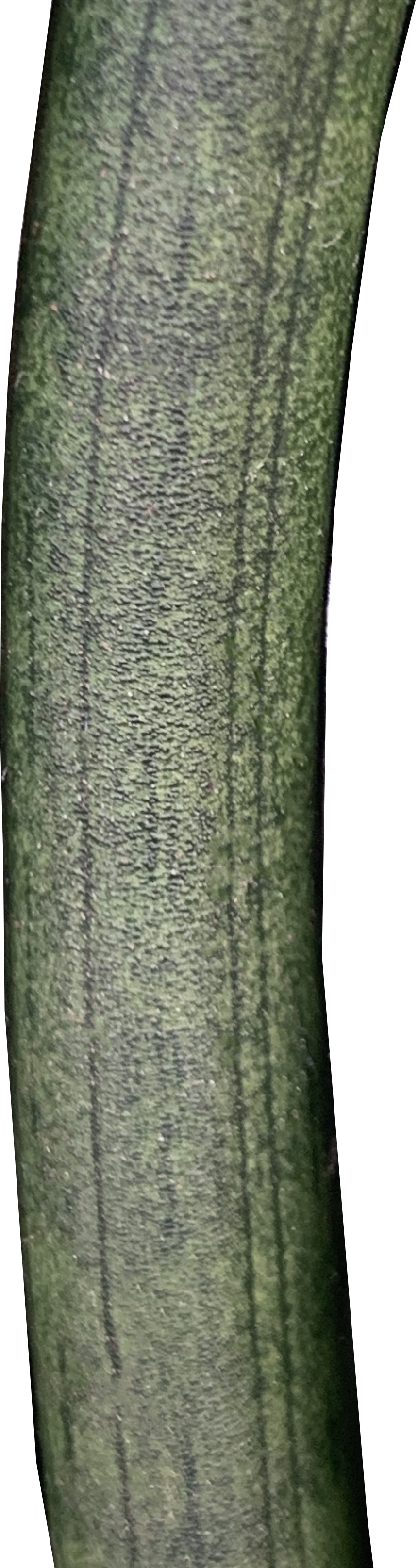 Cylindrical Snake Plant, Dracaena Angolensis