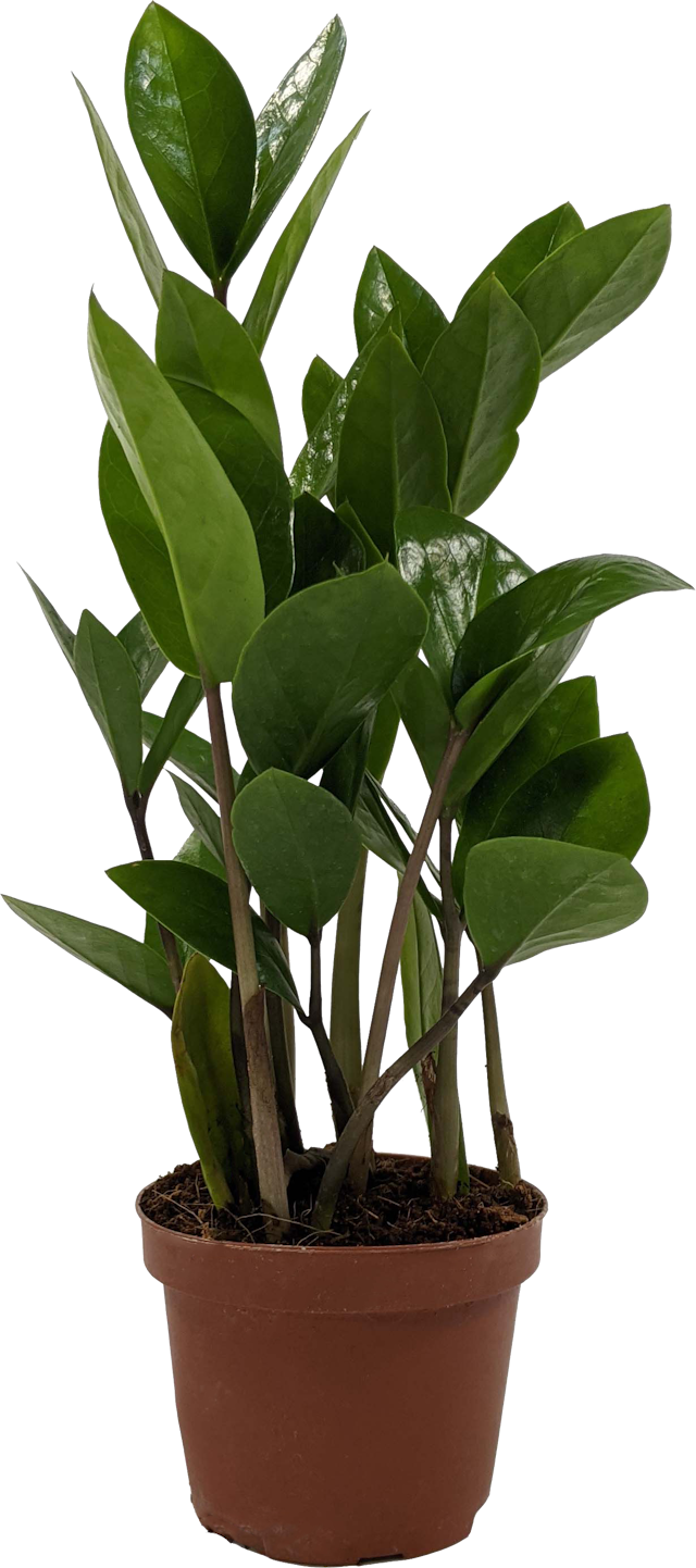 ZZ Plant, Zamioculcas Zamiifolia