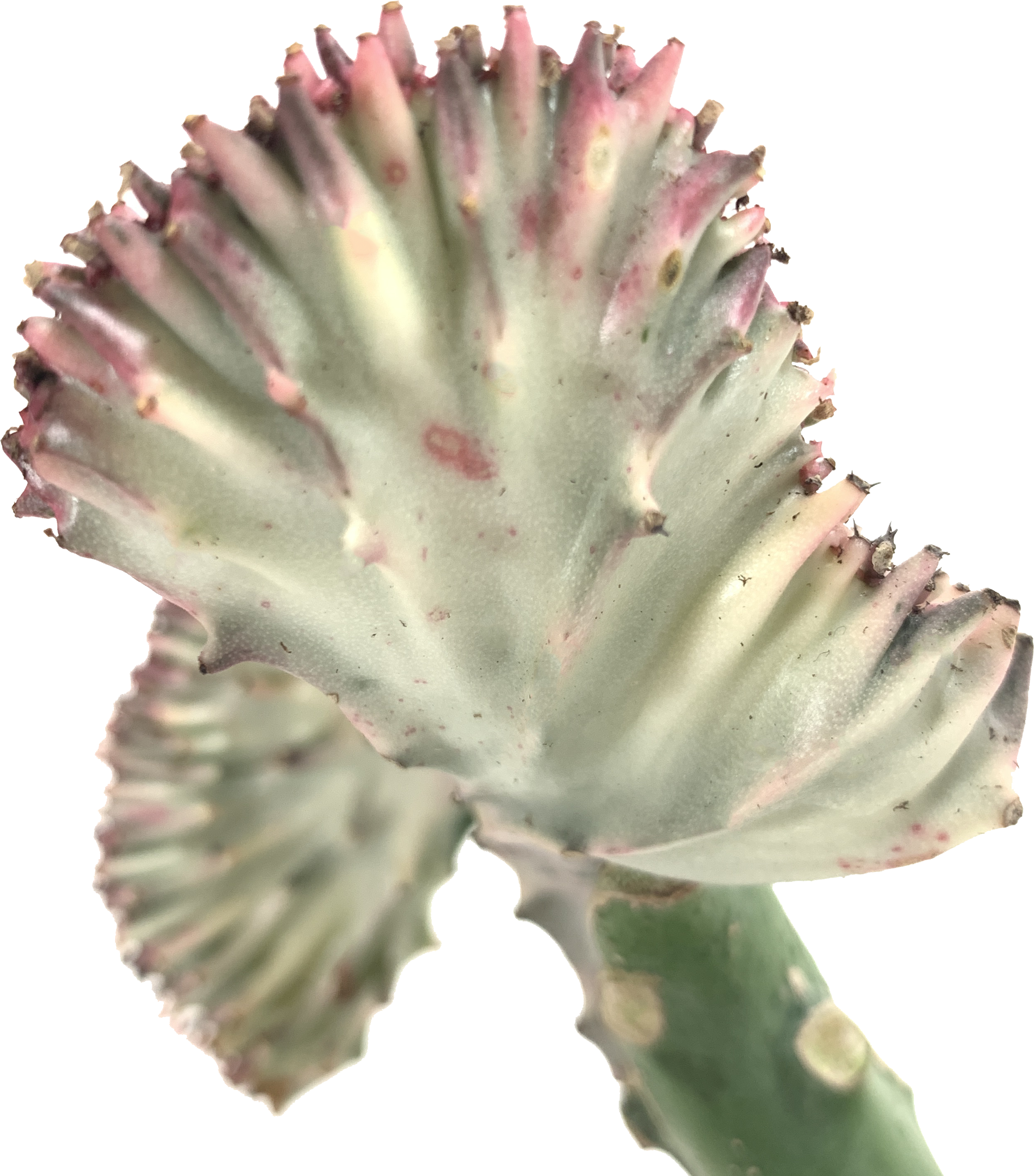 Crested Coral Cactus, Euphorbia Lactea Cristata Variegata