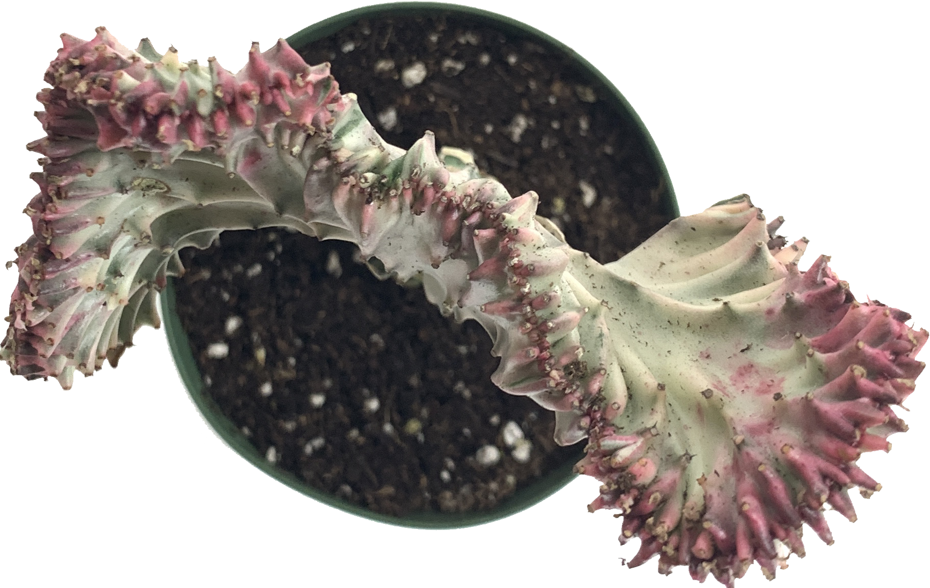 Crested Coral Cactus, Euphorbia Lactea Cristata Variegata
