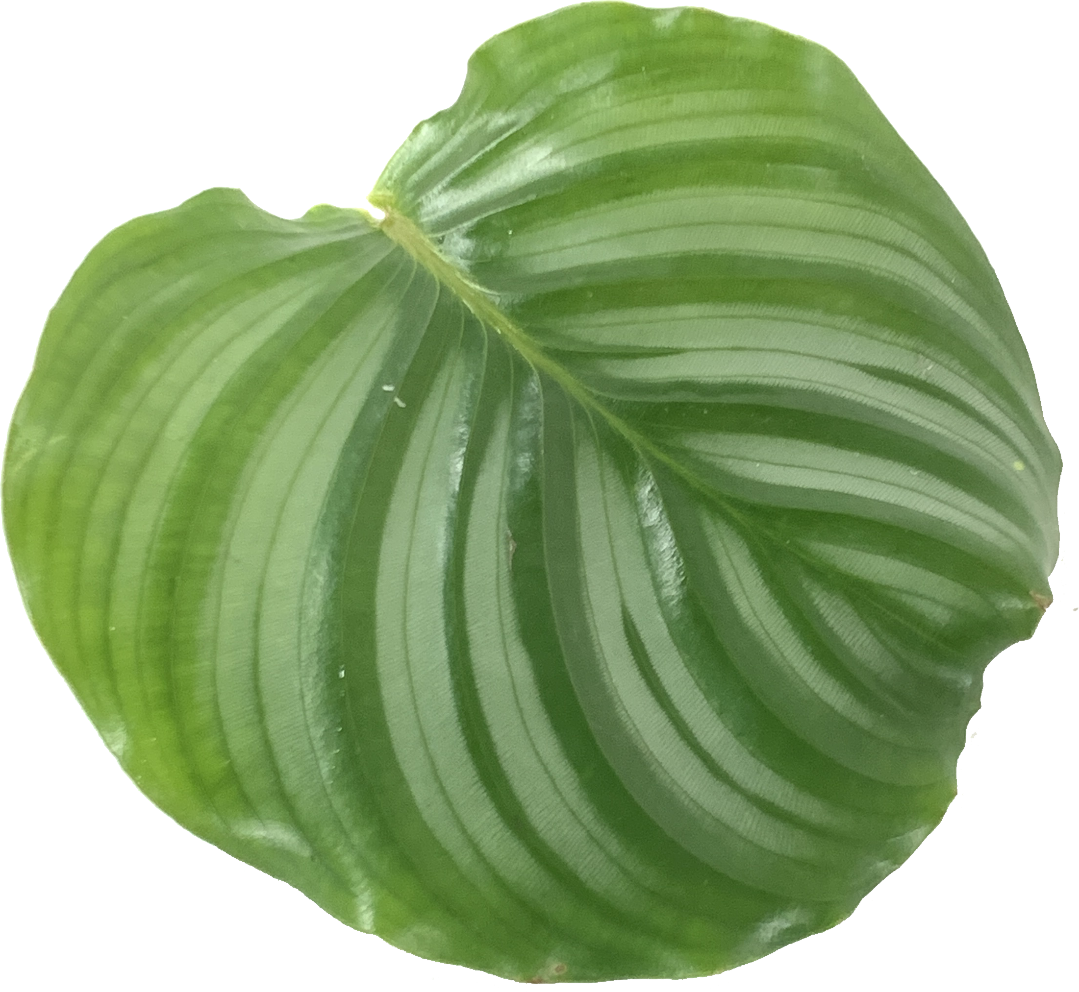 Calathea Orbifolia, Goeppertia Orbifolia
