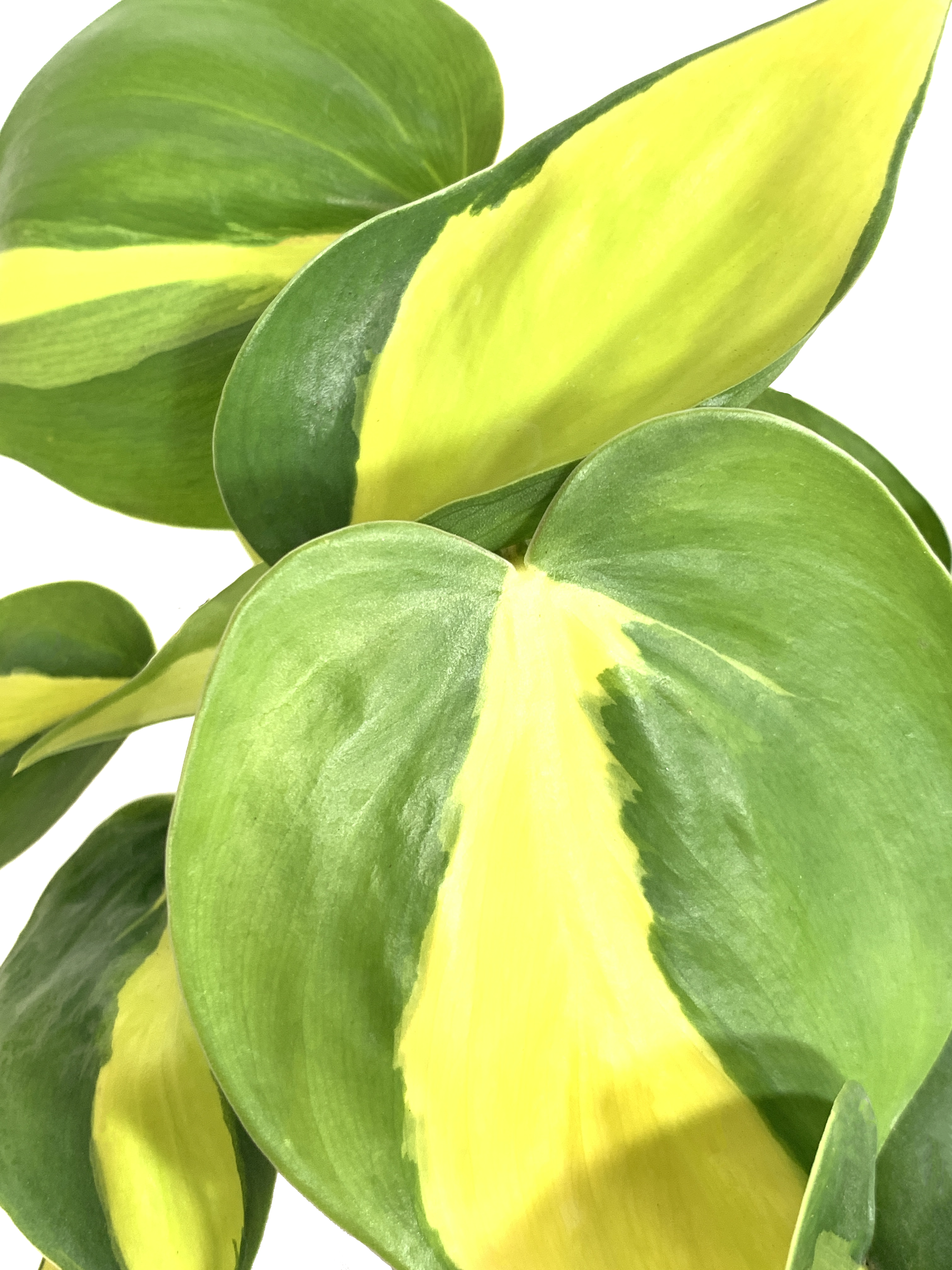 Philodendron Brasil, Philodendron Hederaceum