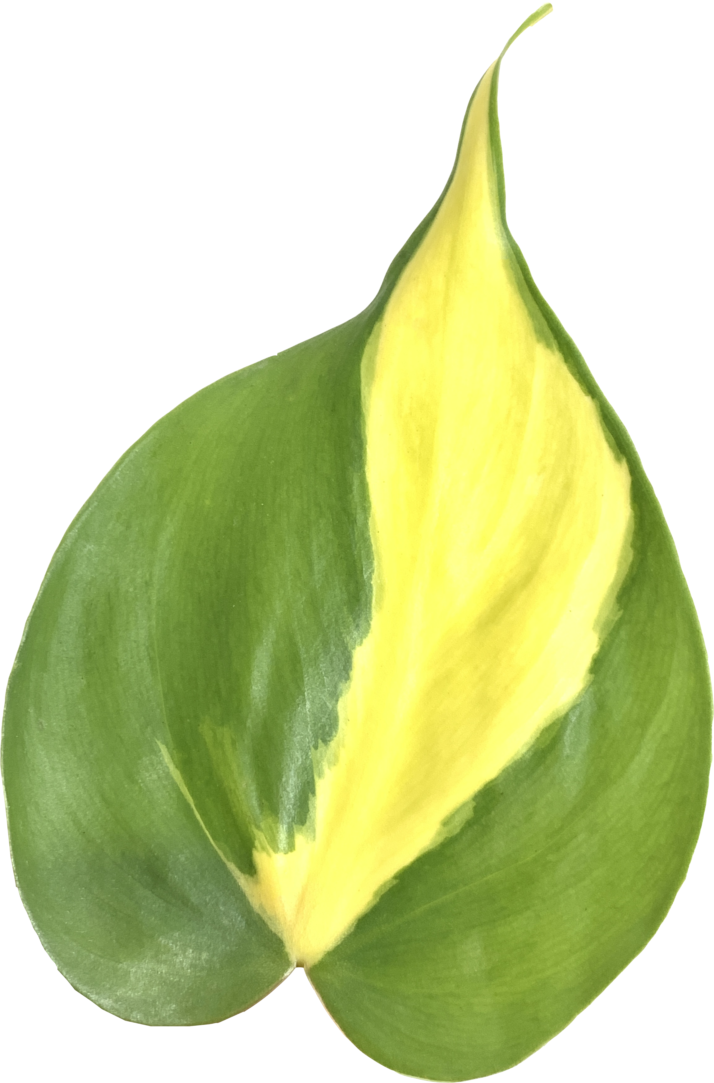 Philodendron Brasil, Philodendron Hederaceum