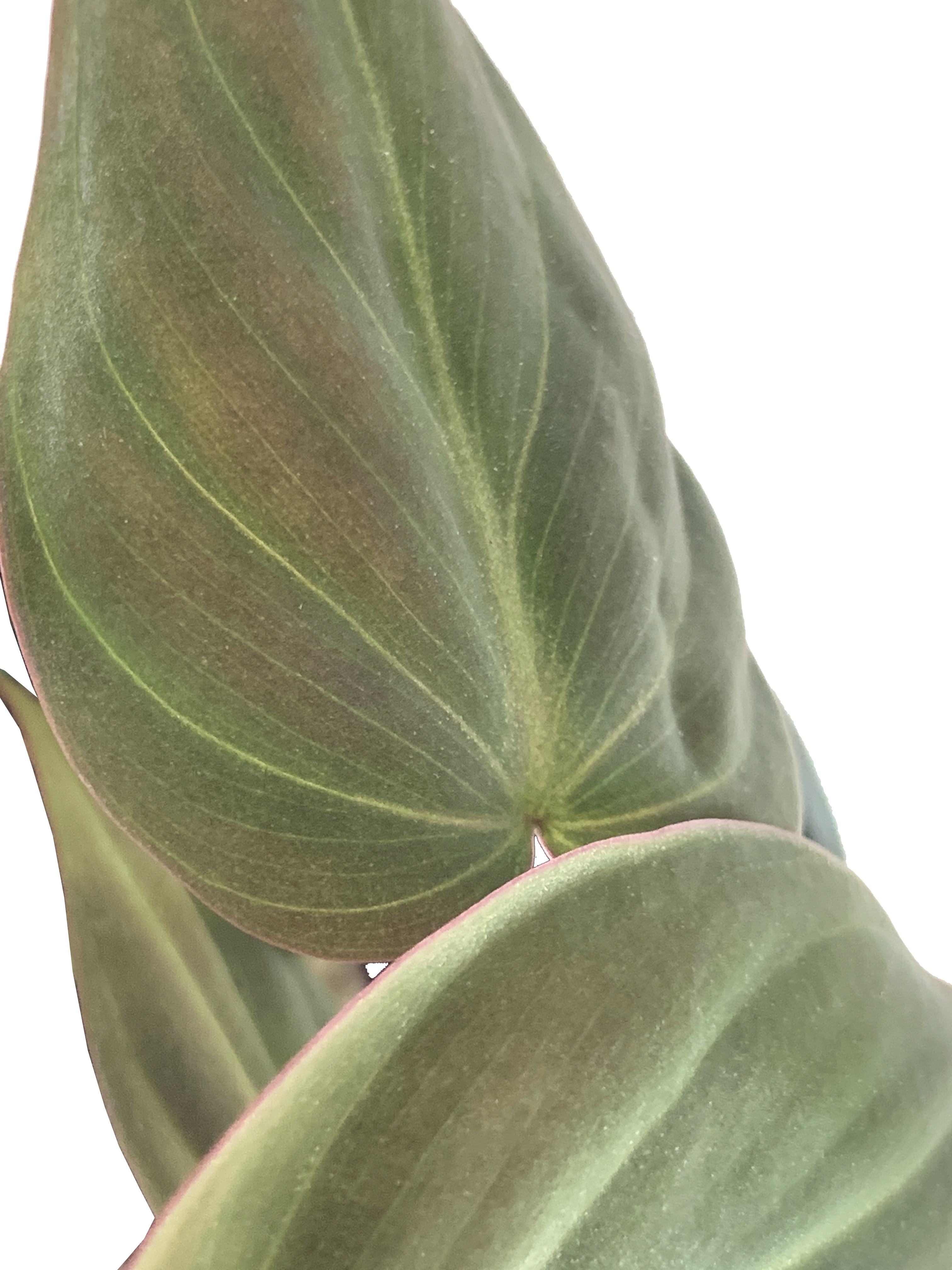 Philodendron Micans, Philodendron Hederaceum