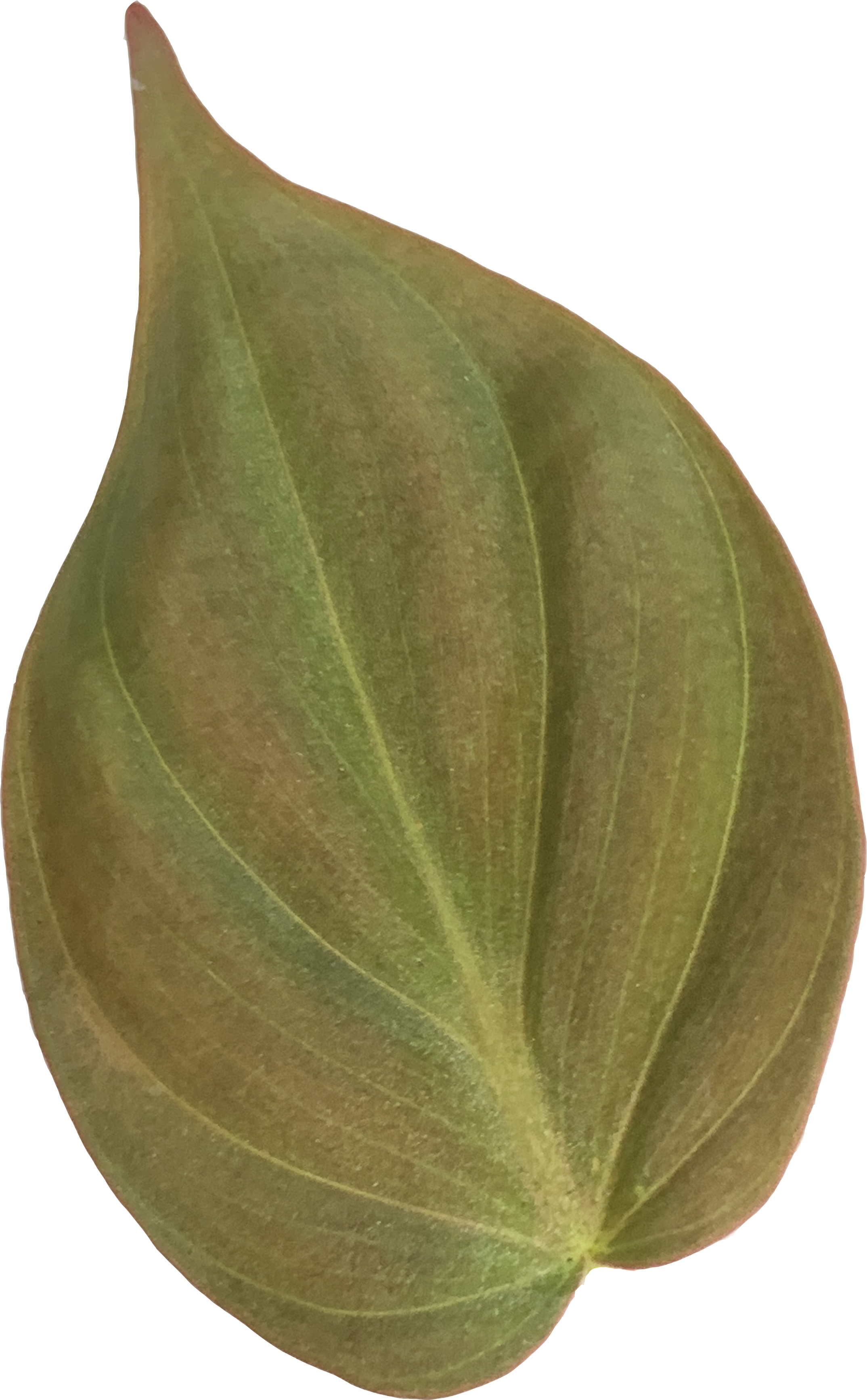 Philodendron Micans, Philodendron Hederaceum