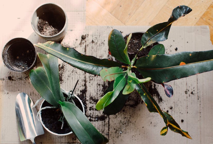 Everything you need to know to repot a plant successfully
