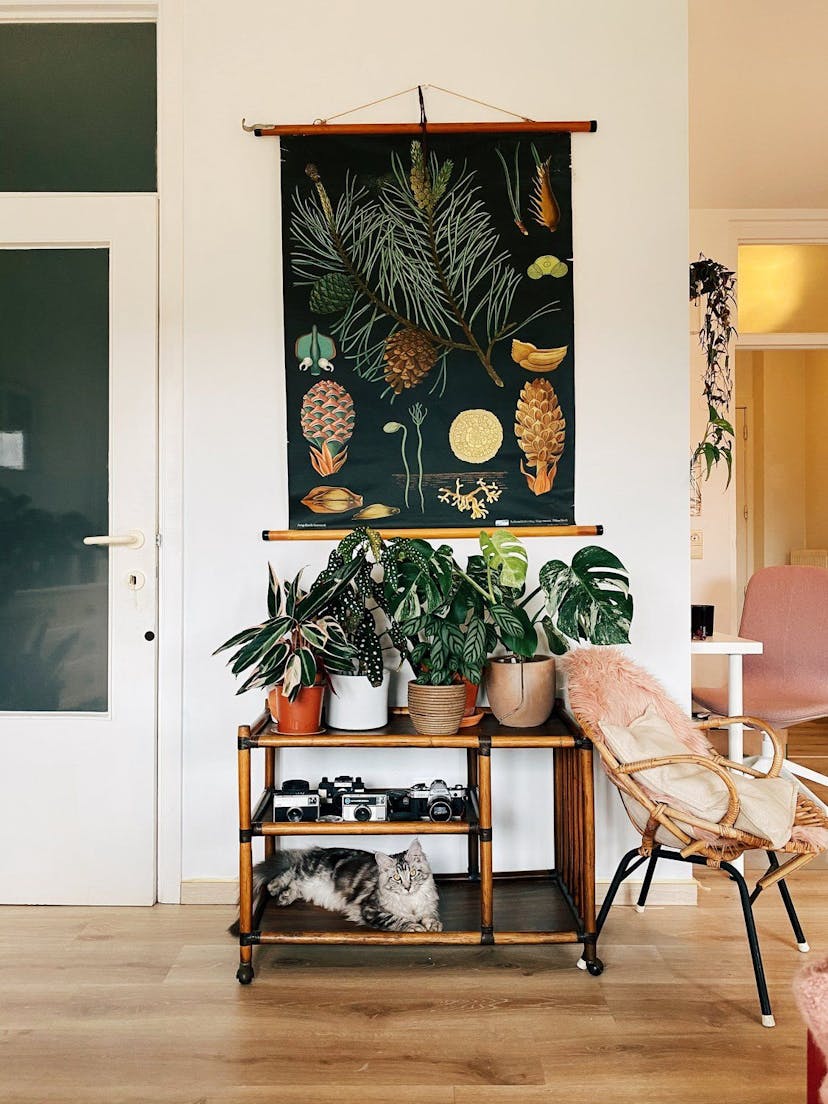 Caring For Houseplants While You're Away