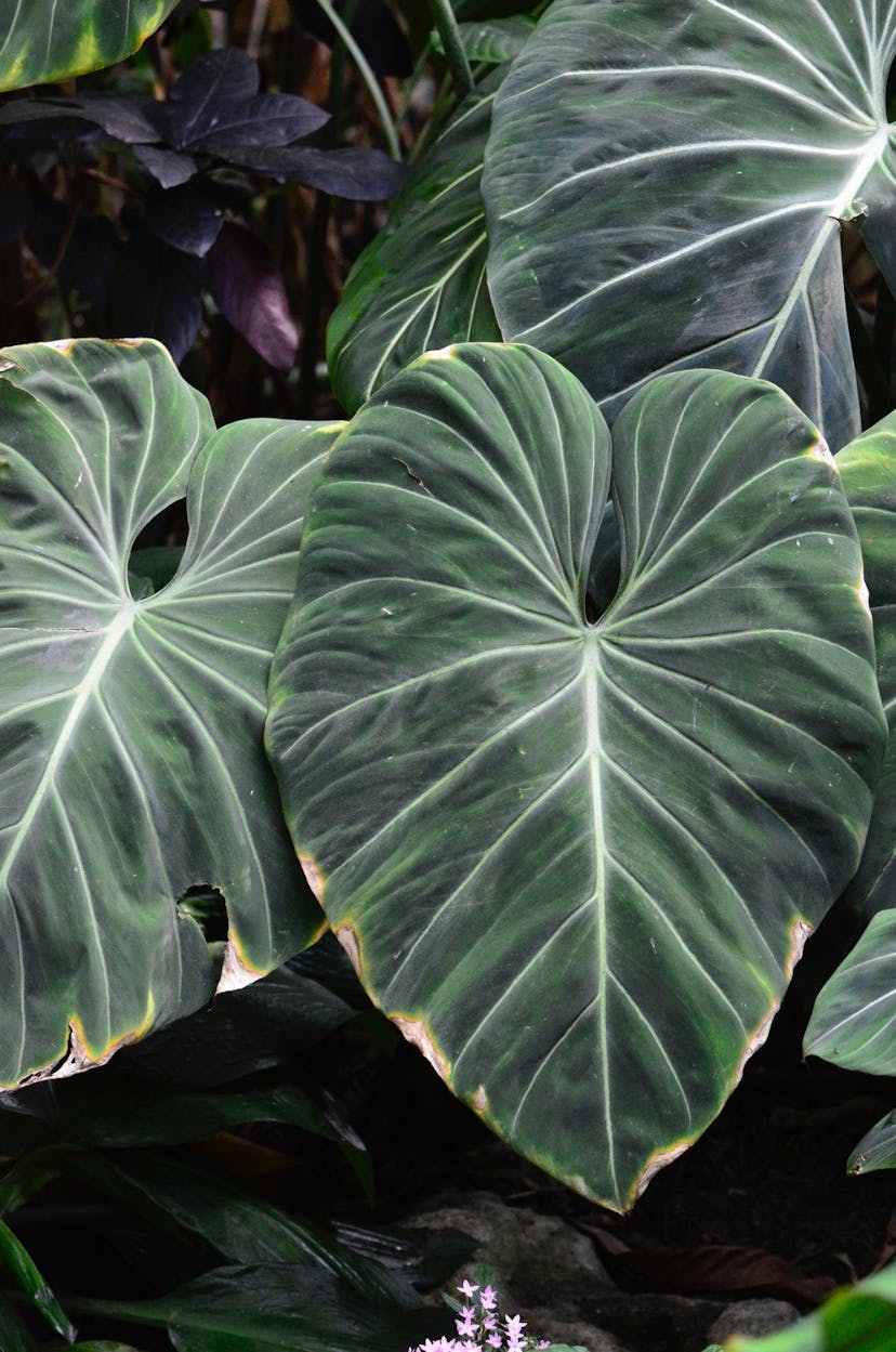 How to keep your Philodendron Gloriosum.. glorious!
