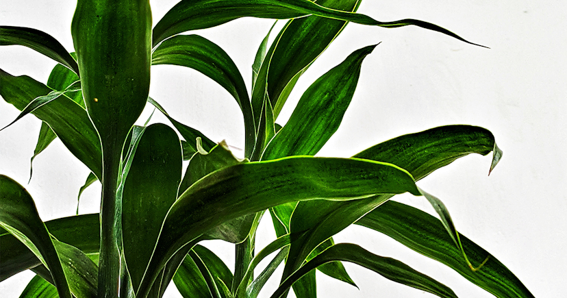 Thriving with Ease: Essential Care Tips for Dracaena Fragrans