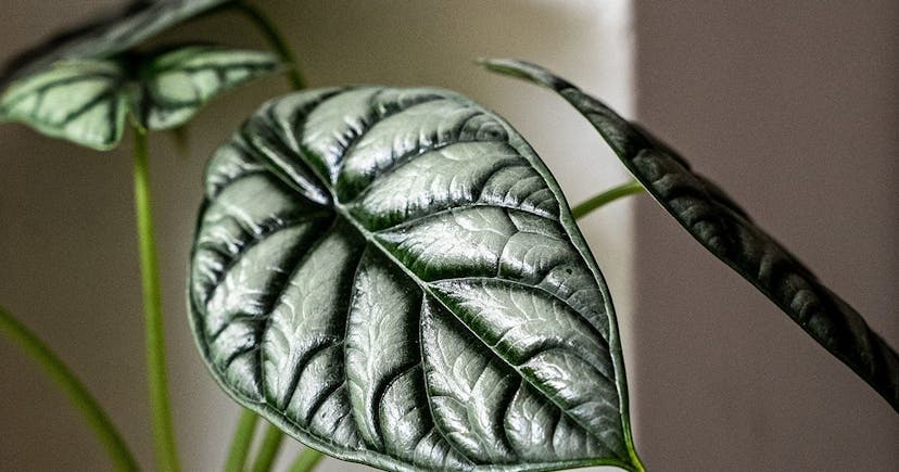 A Rooted Rarity: Unveiling the Saught-After Alocasia Silver Dragon