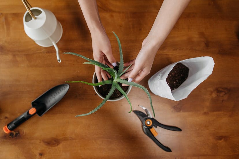 The Essential Toolkit for Any New Plant Owner