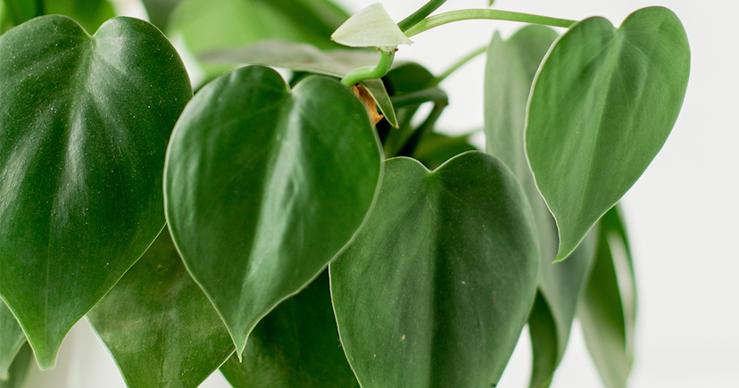 Fall in Love with Philodendron Heartleaf 