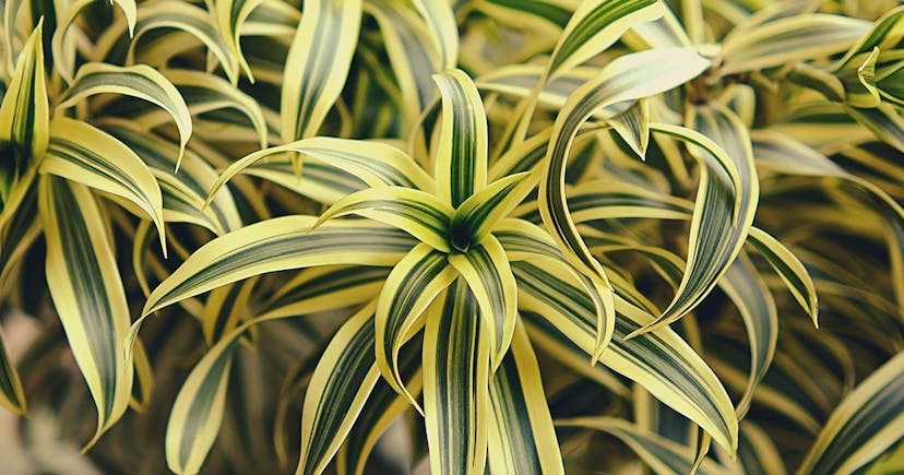 Refresh Your Space with Dracaena Lemon Lime